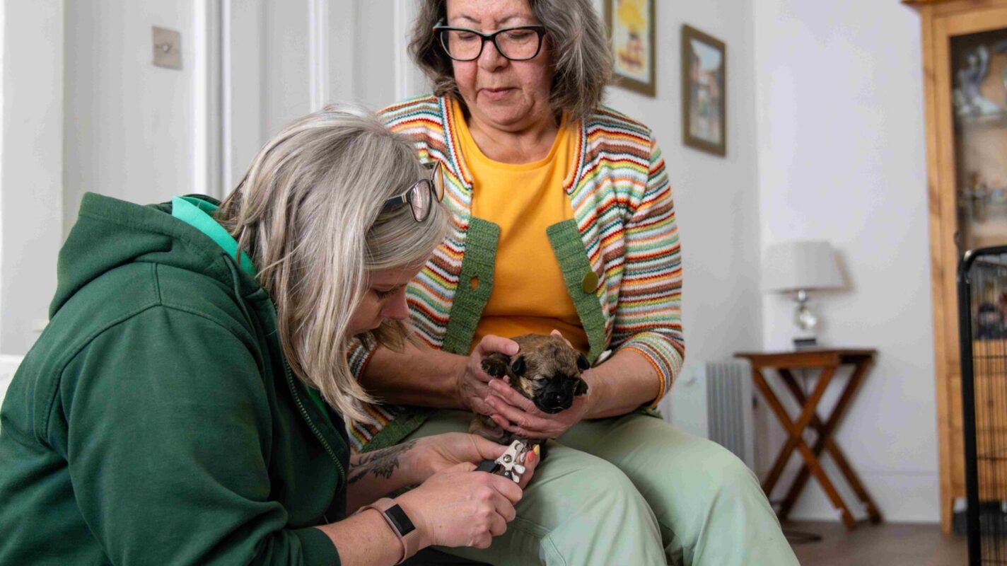 In her home, a Woodgreen fosterer holds a tiny Terrier puppy whilst a staff member clips its claws.