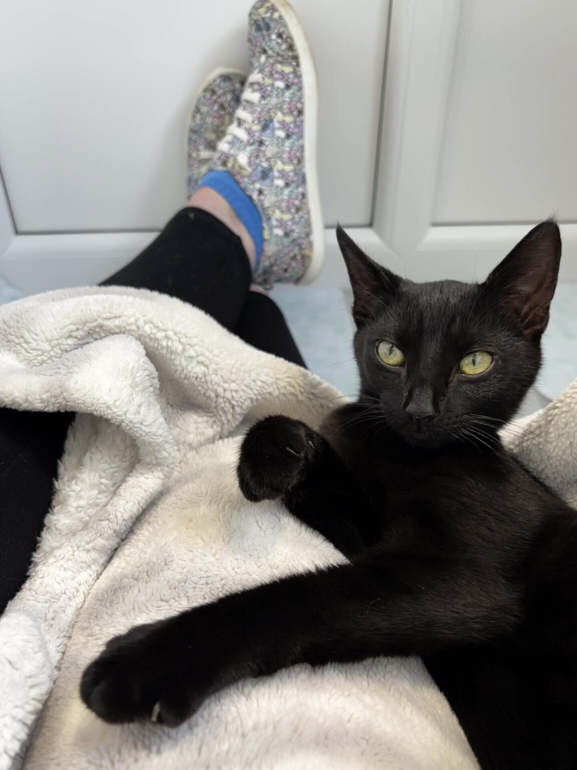 Meet our rescue pets Woodgreen Pets Charity