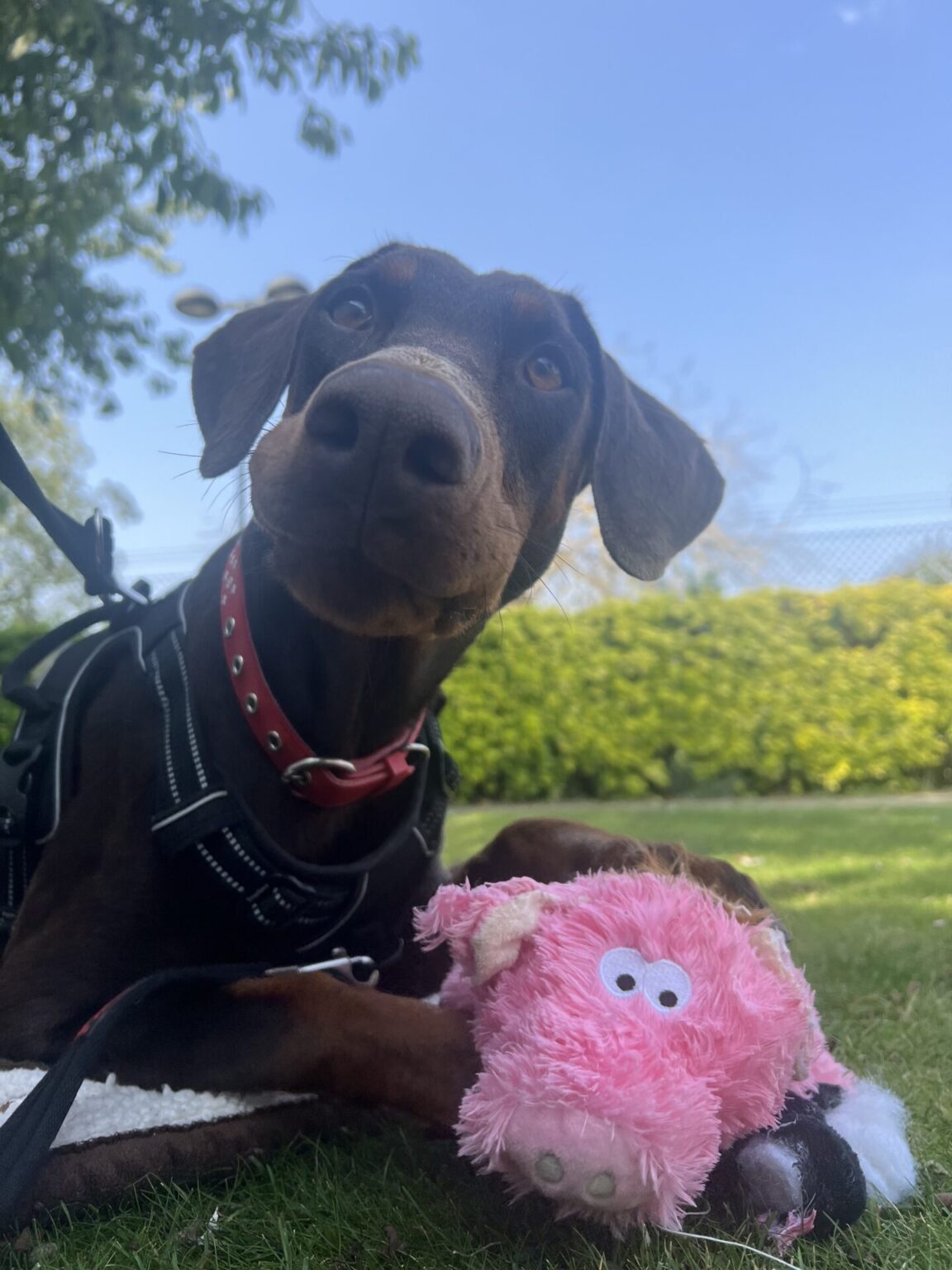 Meet our rescue pets | Woodgreen Pets Charity