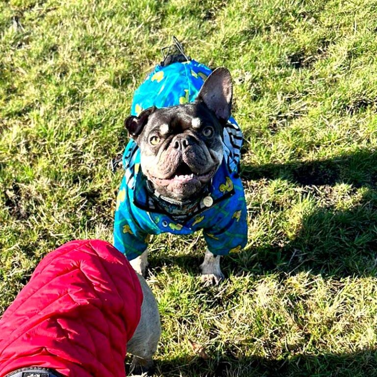 French Bulldog Potato