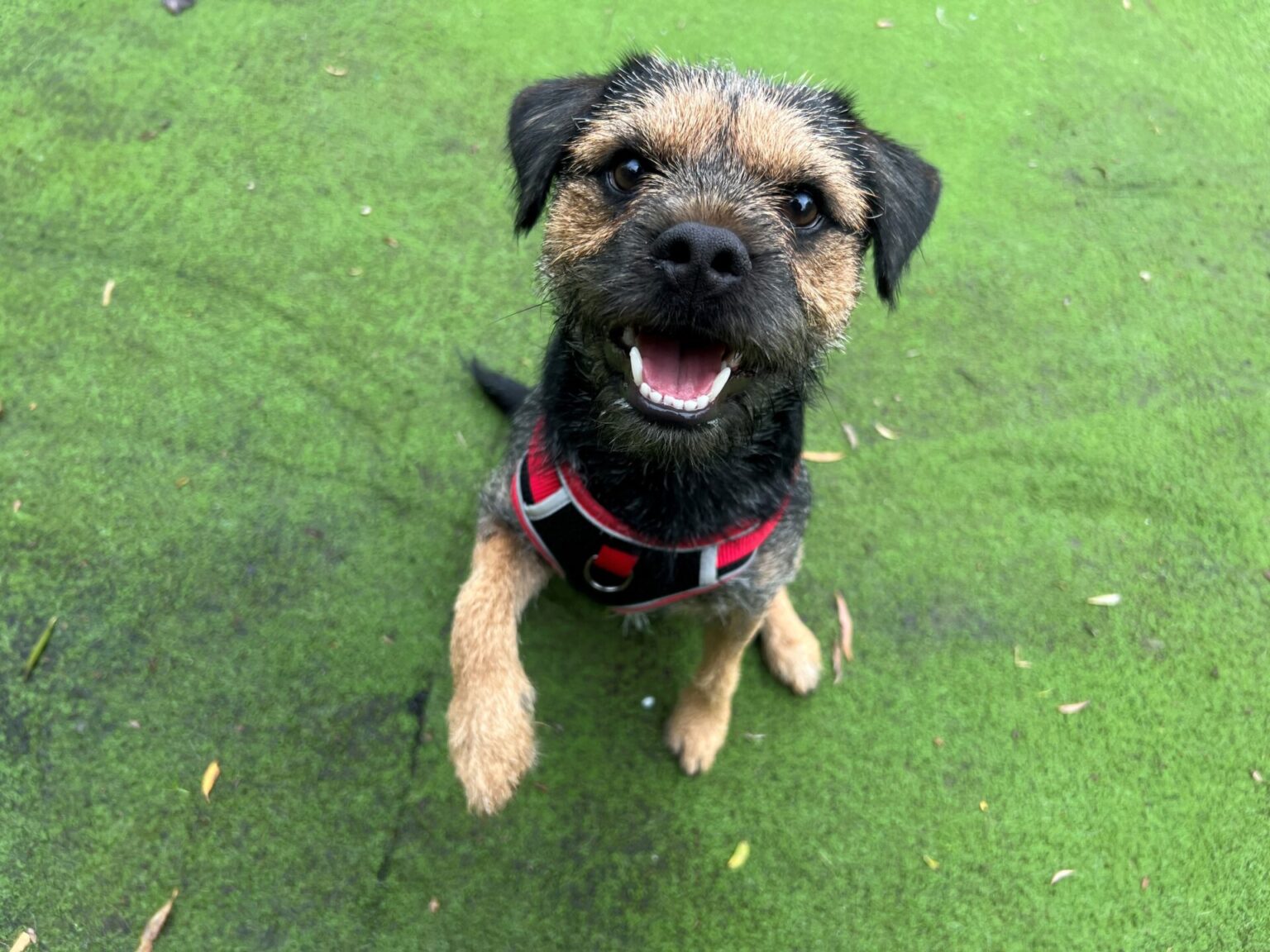 Meet our rescue pets Woodgreen Pets Charity