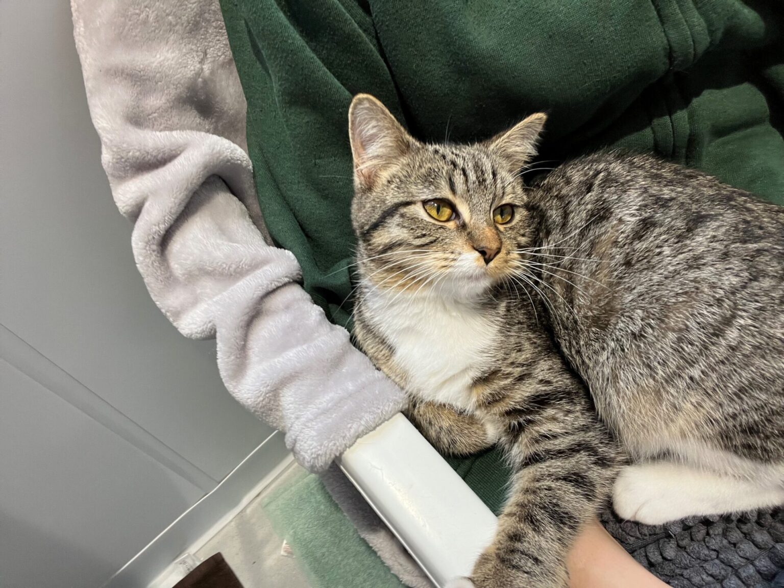 Meet our rescue pets Woodgreen Pets Charity