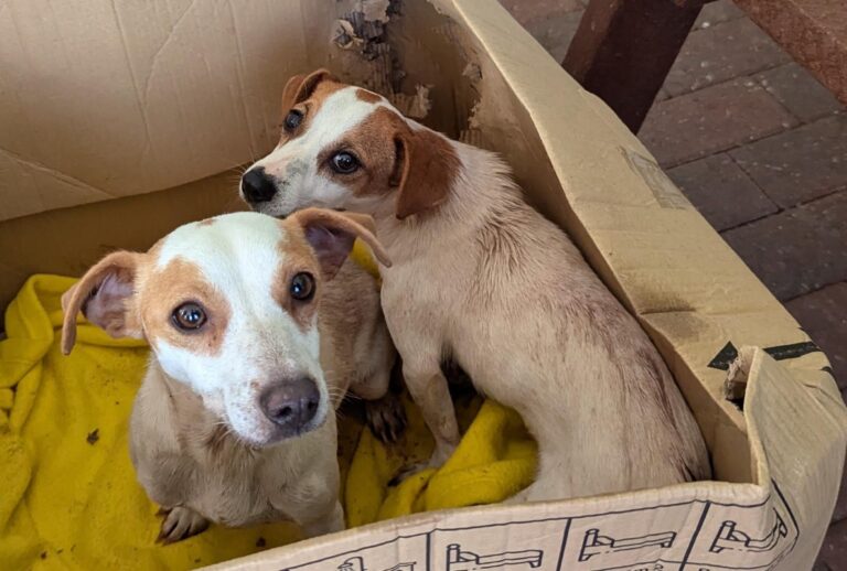 Rum and Raisin abandoned in cardboard box