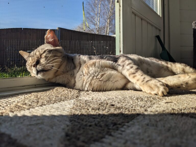 A Bengal cat with a gray tabby pattern is lying on its side in a patch of sunlight by the door, resting its head on the frame and appearing relaxed and content. The room is partially shaded, sunlight streaming in.