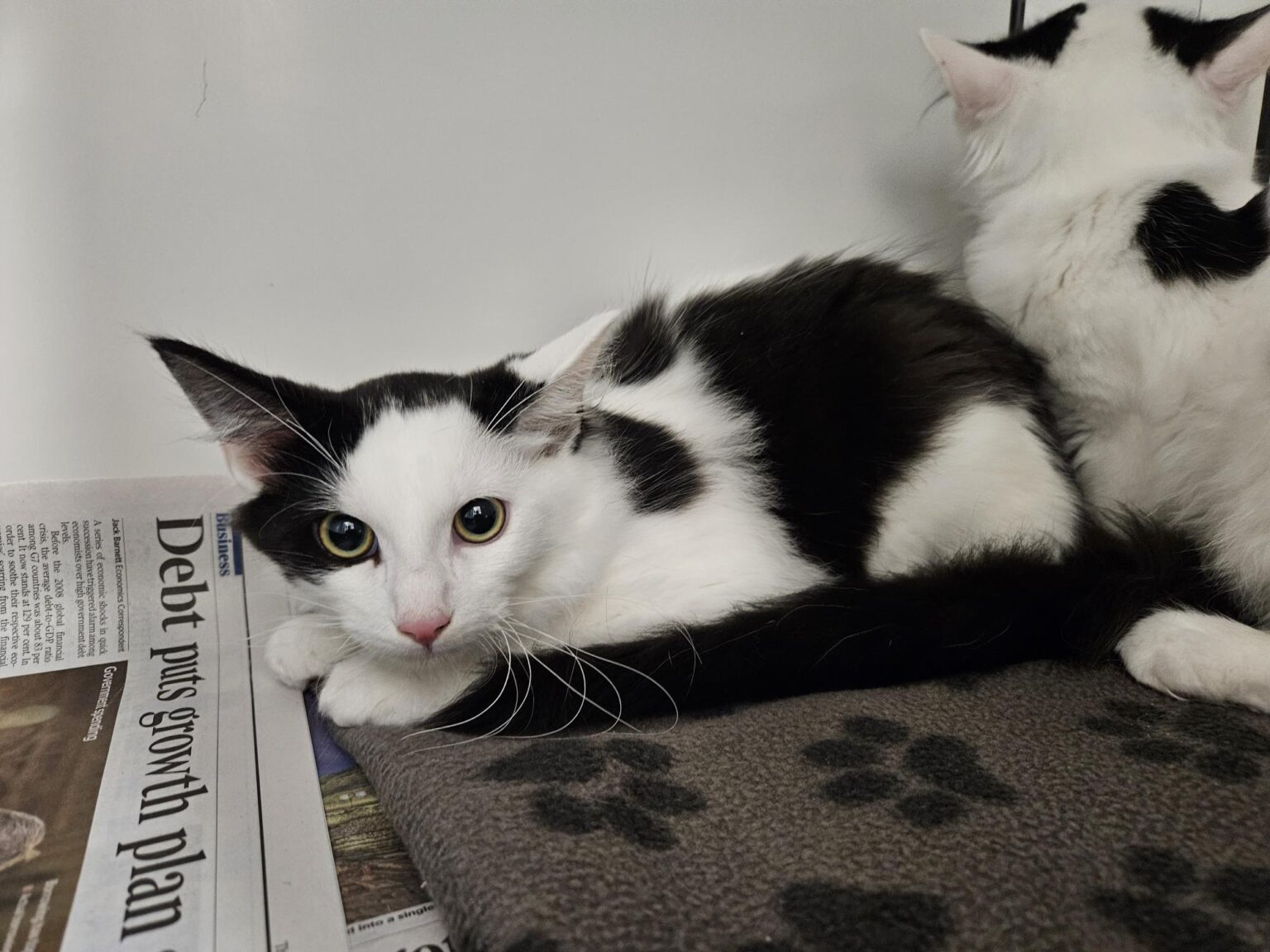 Bingbong & Riley Woodgreen Pets Charity