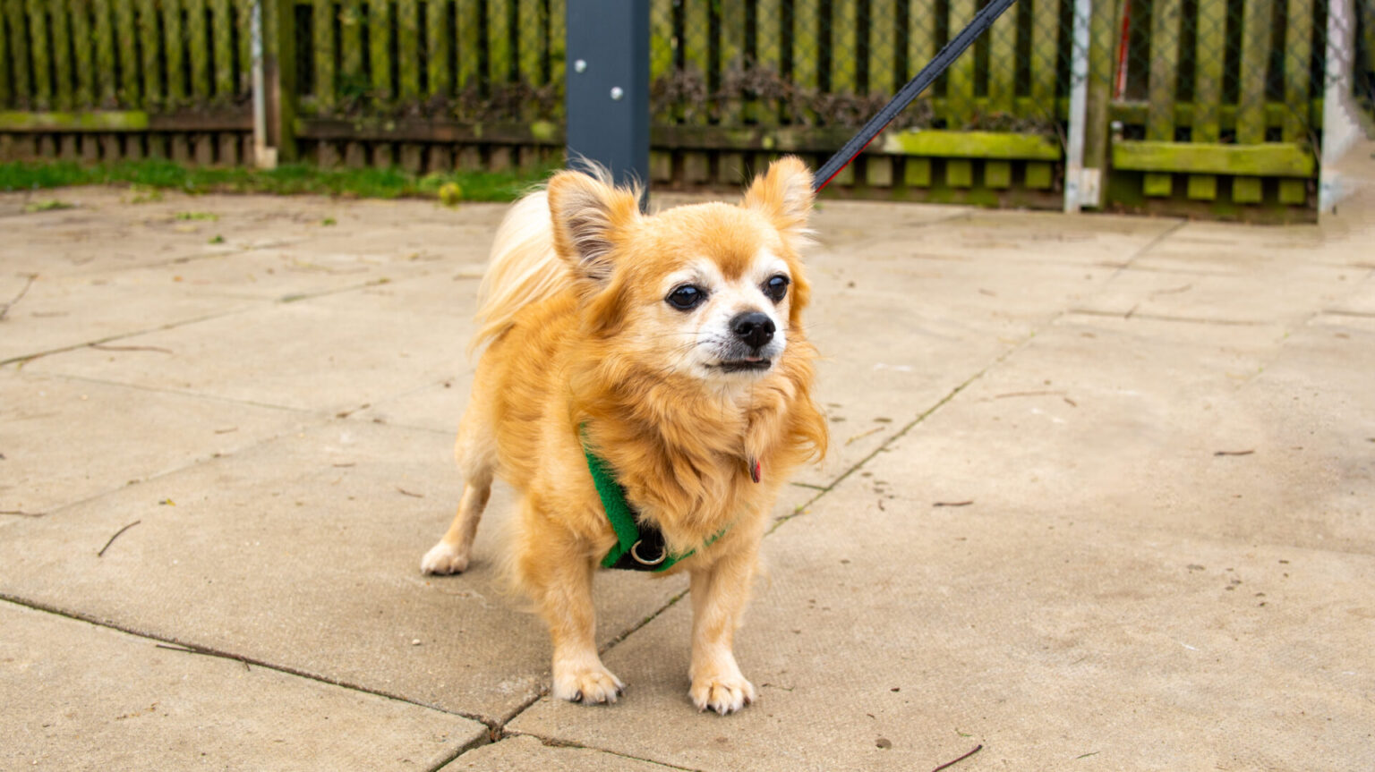 Meet our rescue pets Woodgreen Pets Charity