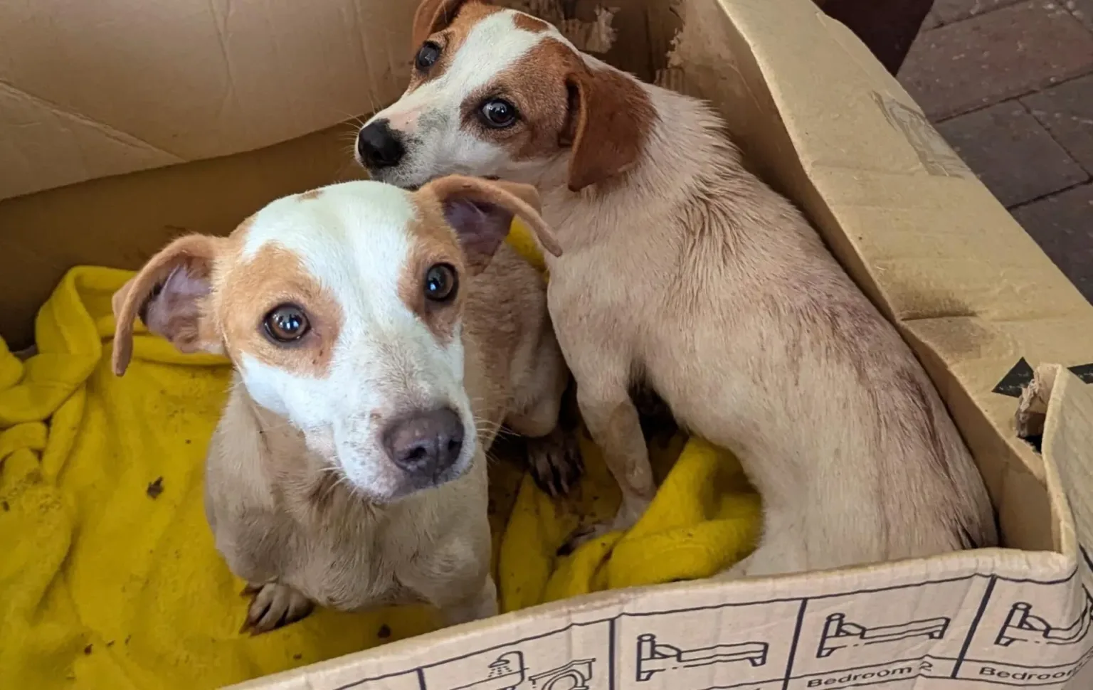 Rum and Raisin abandoned in cardboard box