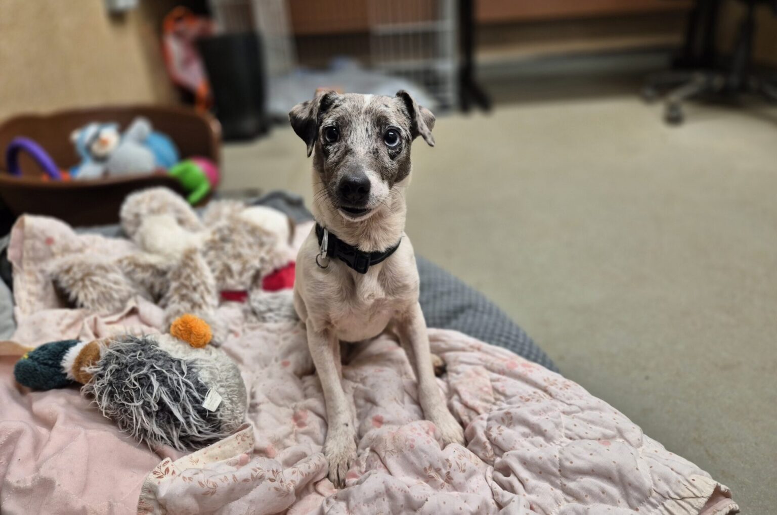 Meet our rescue pets | Woodgreen Pets Charity