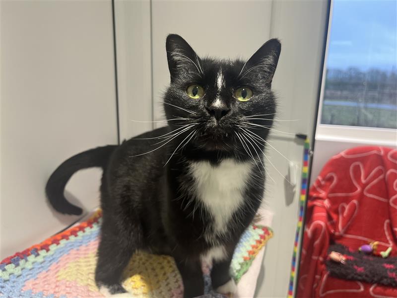 Pudding the domestic short hair cat with bright green eyes stands on a crocheted blanket, looking up. Behind Pudding, a red blanket with a heart pattern and a window showing a cloudy sky complete the cozy scene.