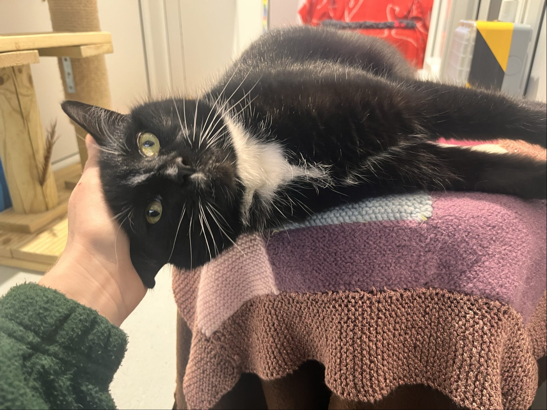 Pudding the domestic short hair cat lies on a colorful knitted blanket, resting her head in a person's hand and looking up with wide yellow eyes. The background features a cat tree and some household items.