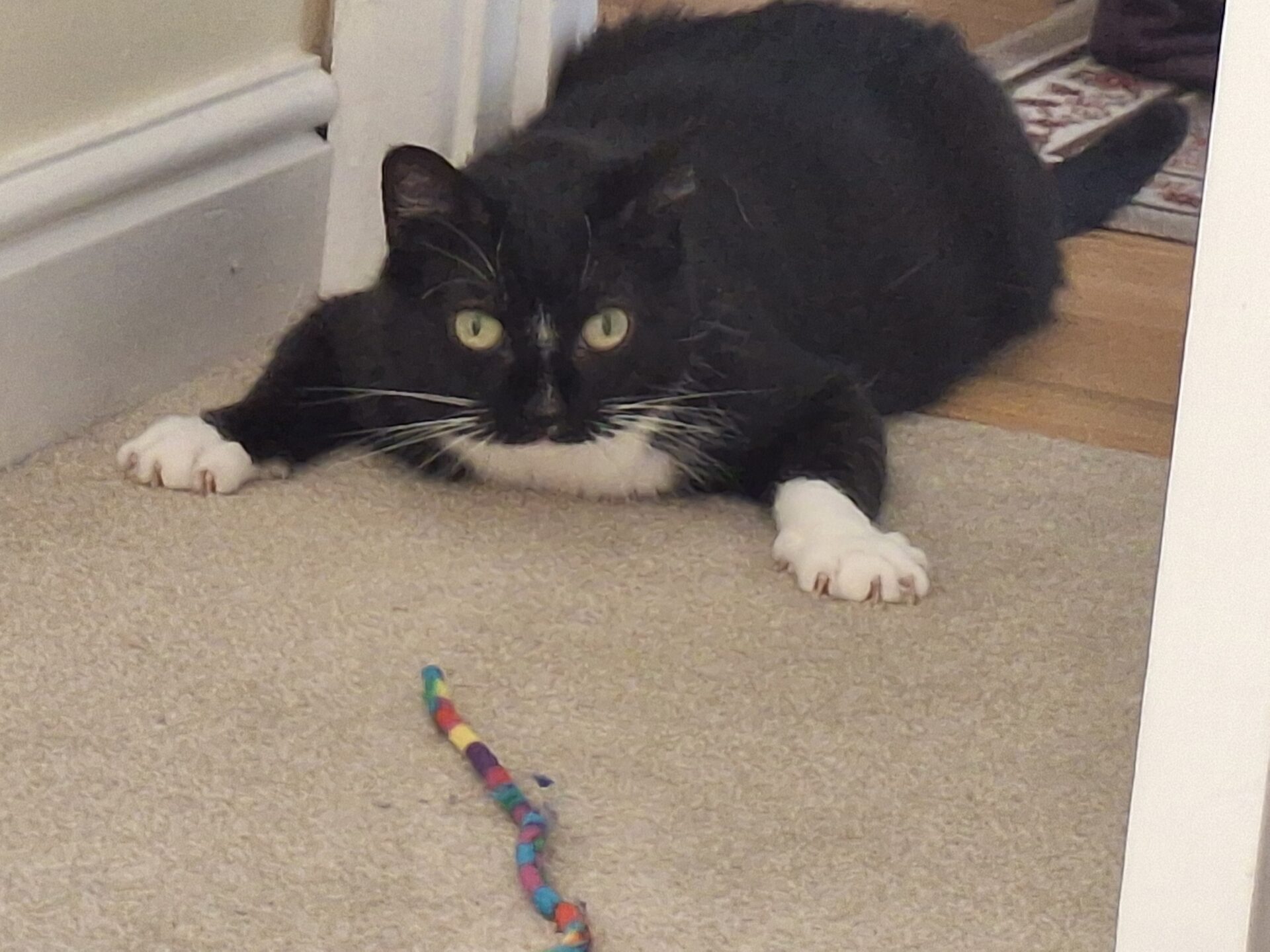 A black and white cat crouches low on a carpet, eyes wide and focused on a colorful string toy lying on the floor in front of it.