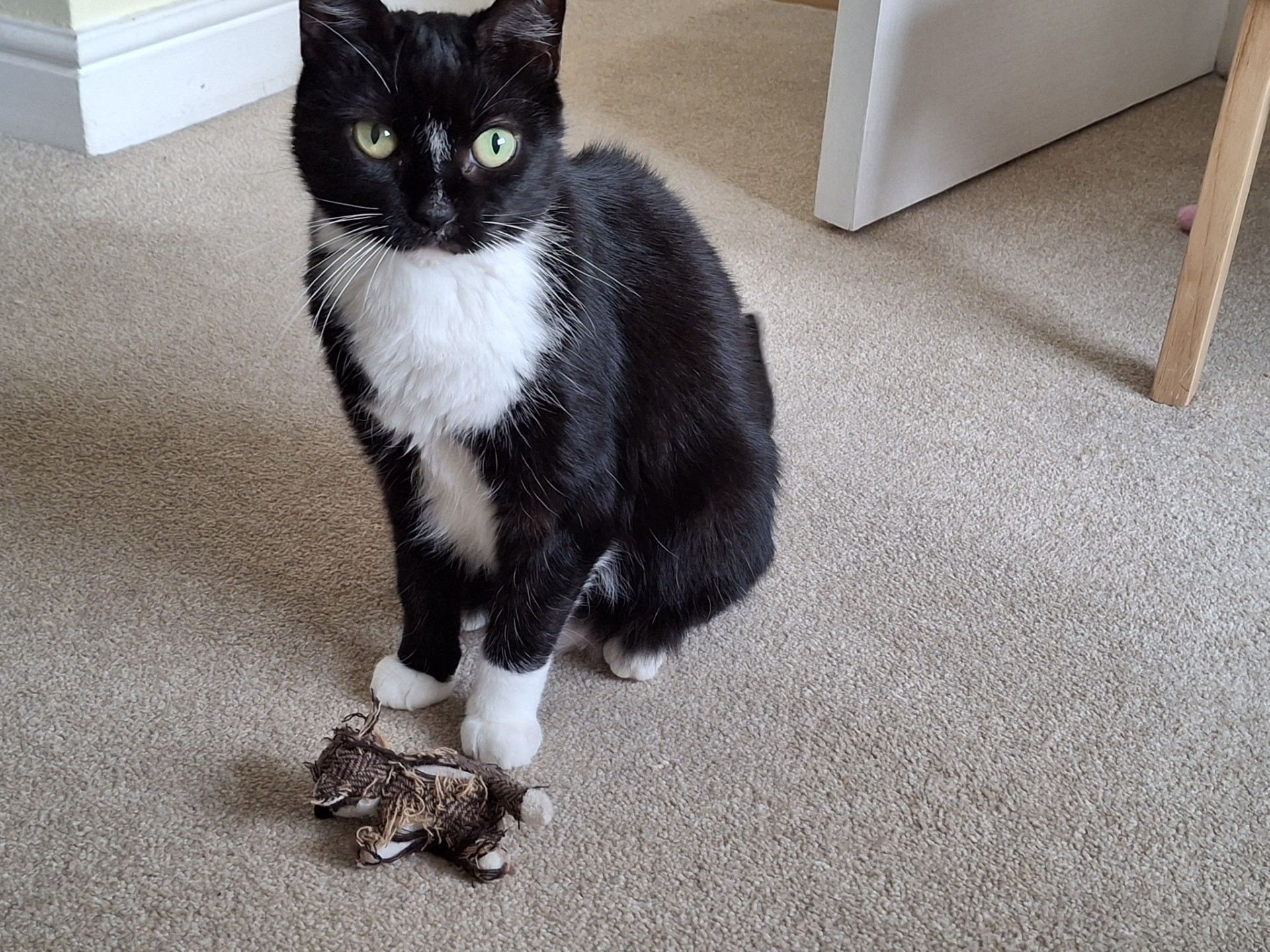A black and white cat with green eyes sits on beige carpet, looking up. In front of the cat is a small, brown, stuffed toy mouse, appearing slightly worn. Wooden furniture legs are visible in the background.