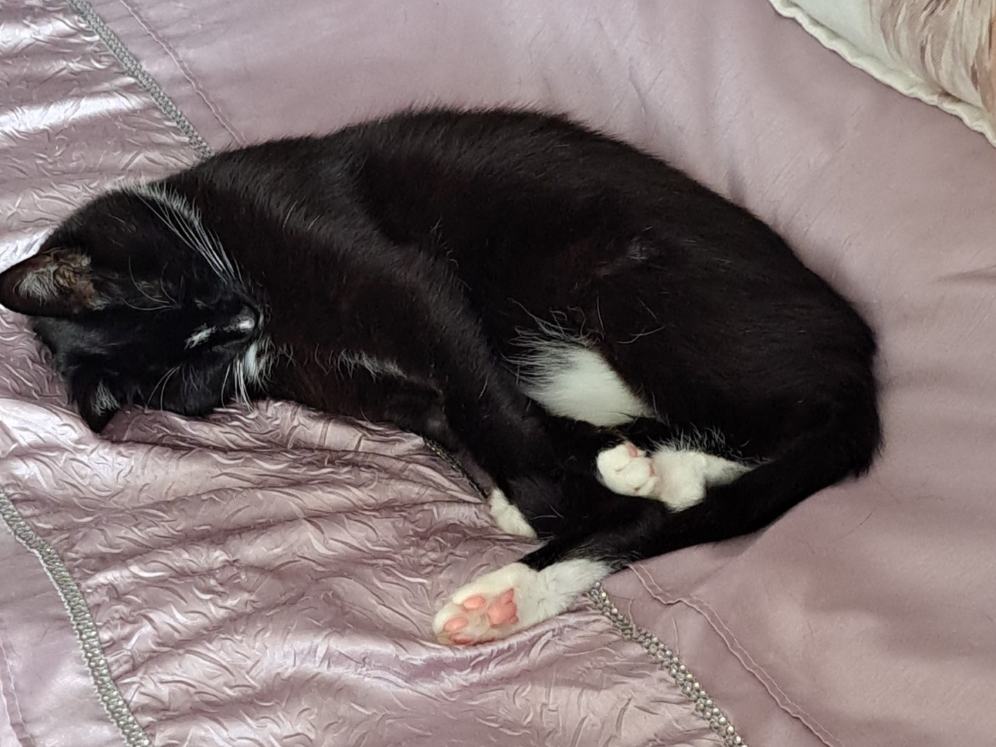 A black and white cat is curled up and sleeping on a light purple, textured blanket. The cats paws and part of its face have white fur.