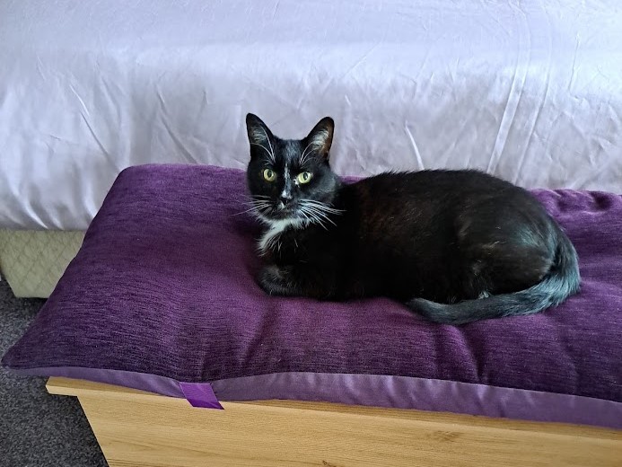 A black cat with a white chest and paws is lying on a purple cushion at the foot of a bed, looking towards the camera.