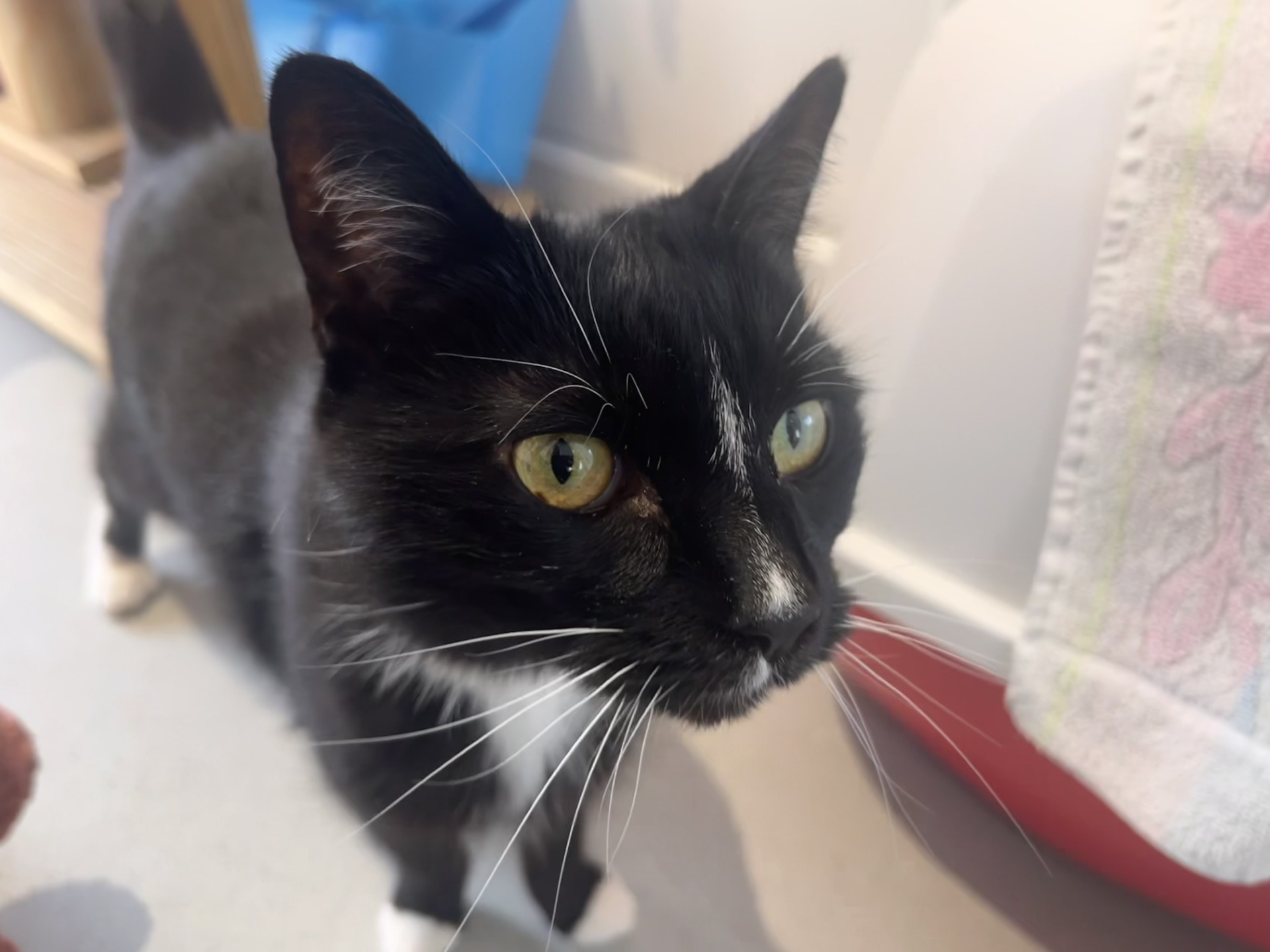 A black and white cat with greenish-yellow eyes and long white whiskers looks up attentively indoors, standing on a light-colored floor near a towel and a blue container.