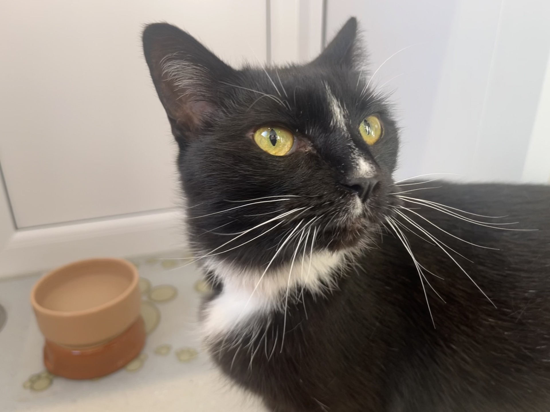 A black and white cat with bright yellow eyes looks up, standing near a brown bowl on a light-colored floor with paw print patterns.