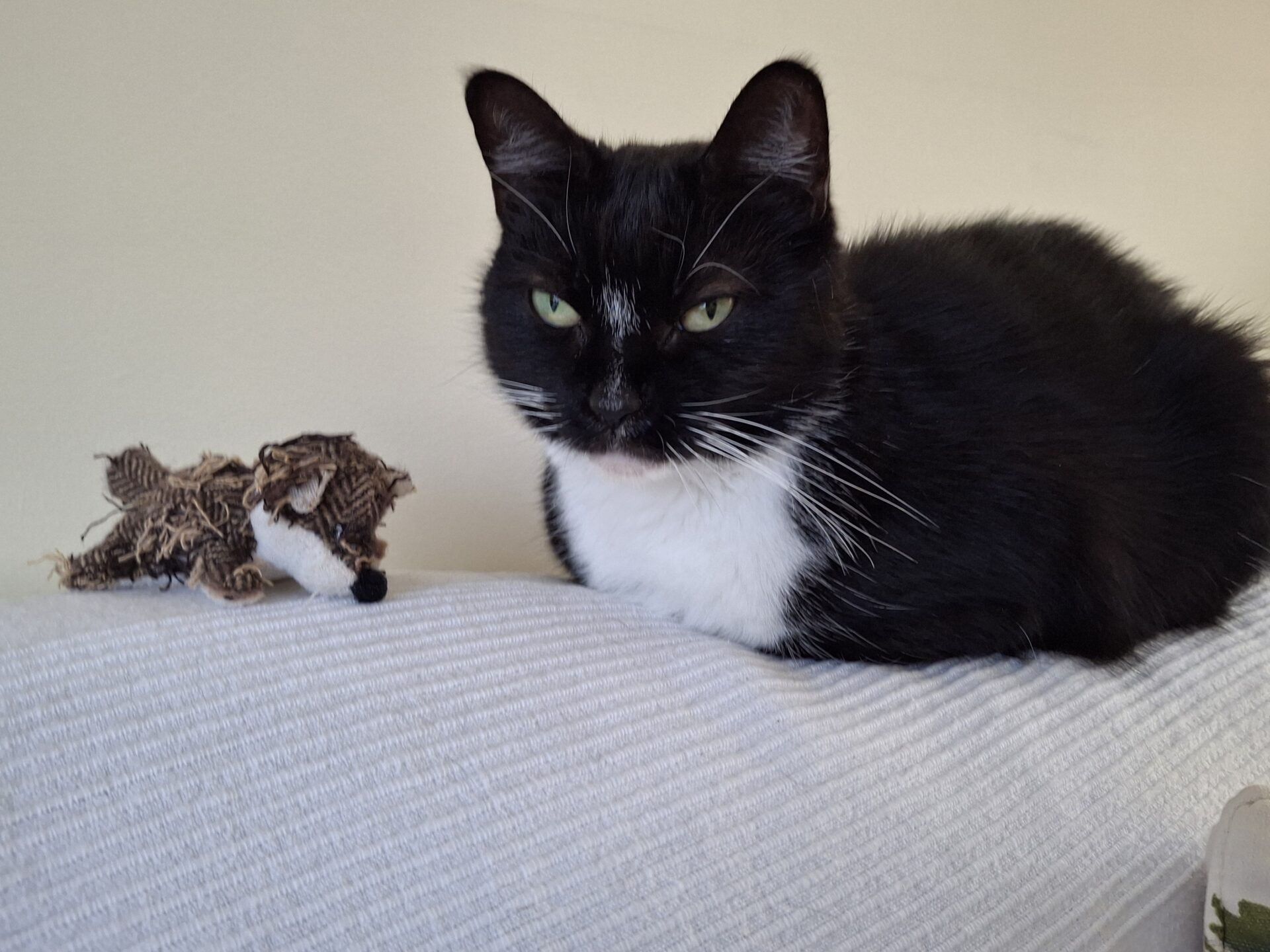 A black and white cat with green eyes sits on a white textured surface next to a frayed, brown toy mouse, gazing slightly to the side with a calm expression.