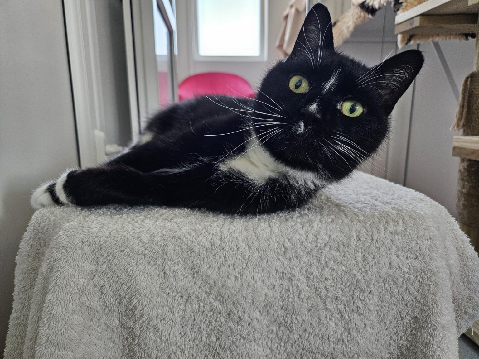 Meet Our Rescue Pets | Pets Available For Adoption UK - Woodgreen Pets ...