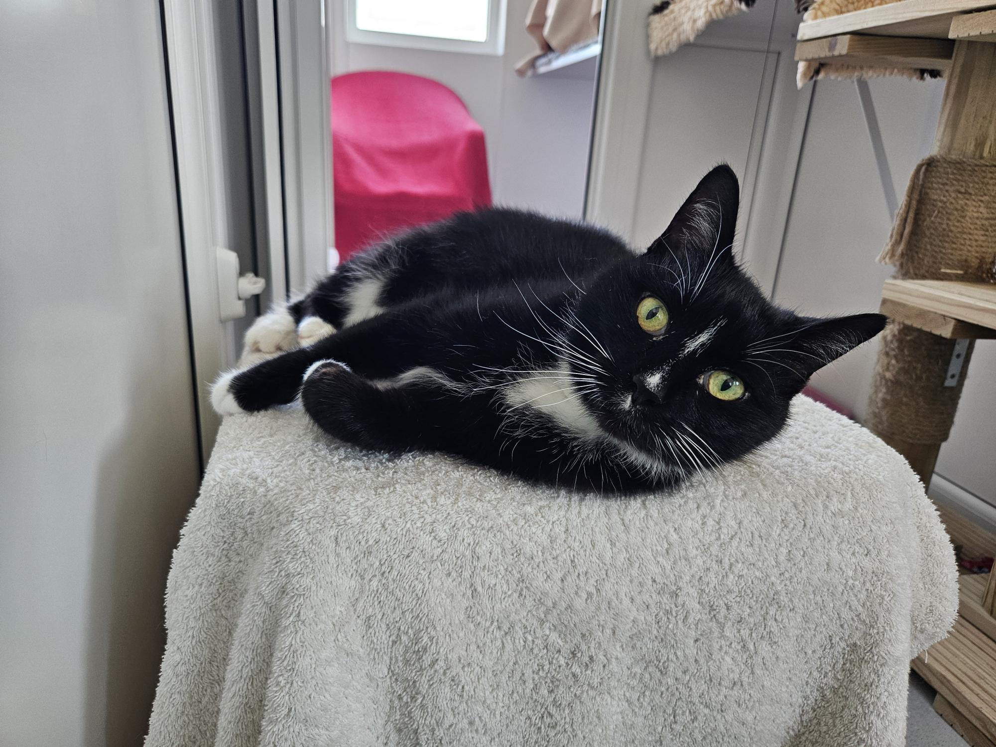 A black and white cat with green eyes is lying on its side on a white towel, looking at the camera. The cat is indoors, next to a cat tree and in a bright room with a window.