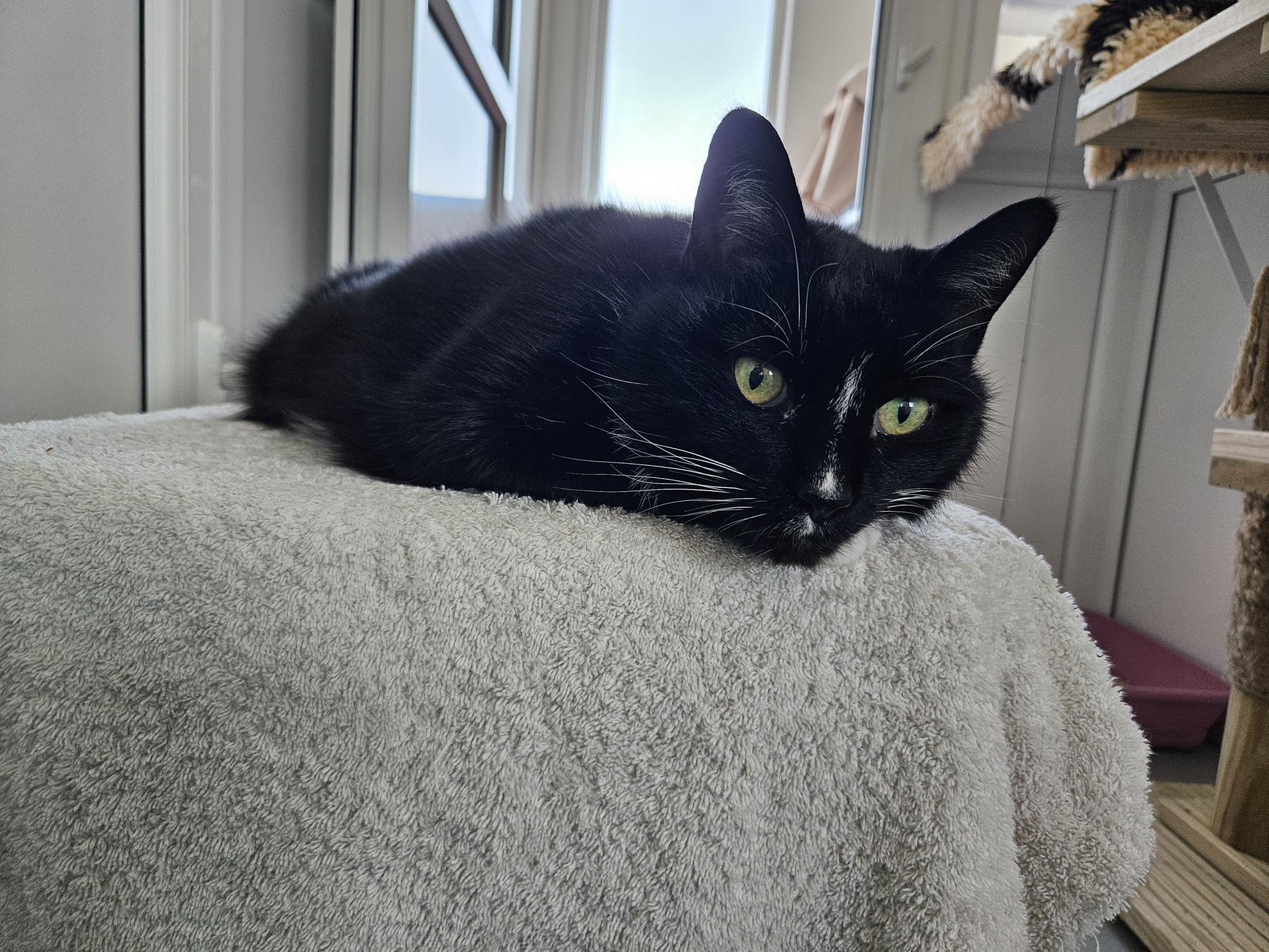 A black cat with green eyes and a white stripe on its nose lies on a light-colored towel, looking relaxed in a bright indoor space with windows and shelves in the background.