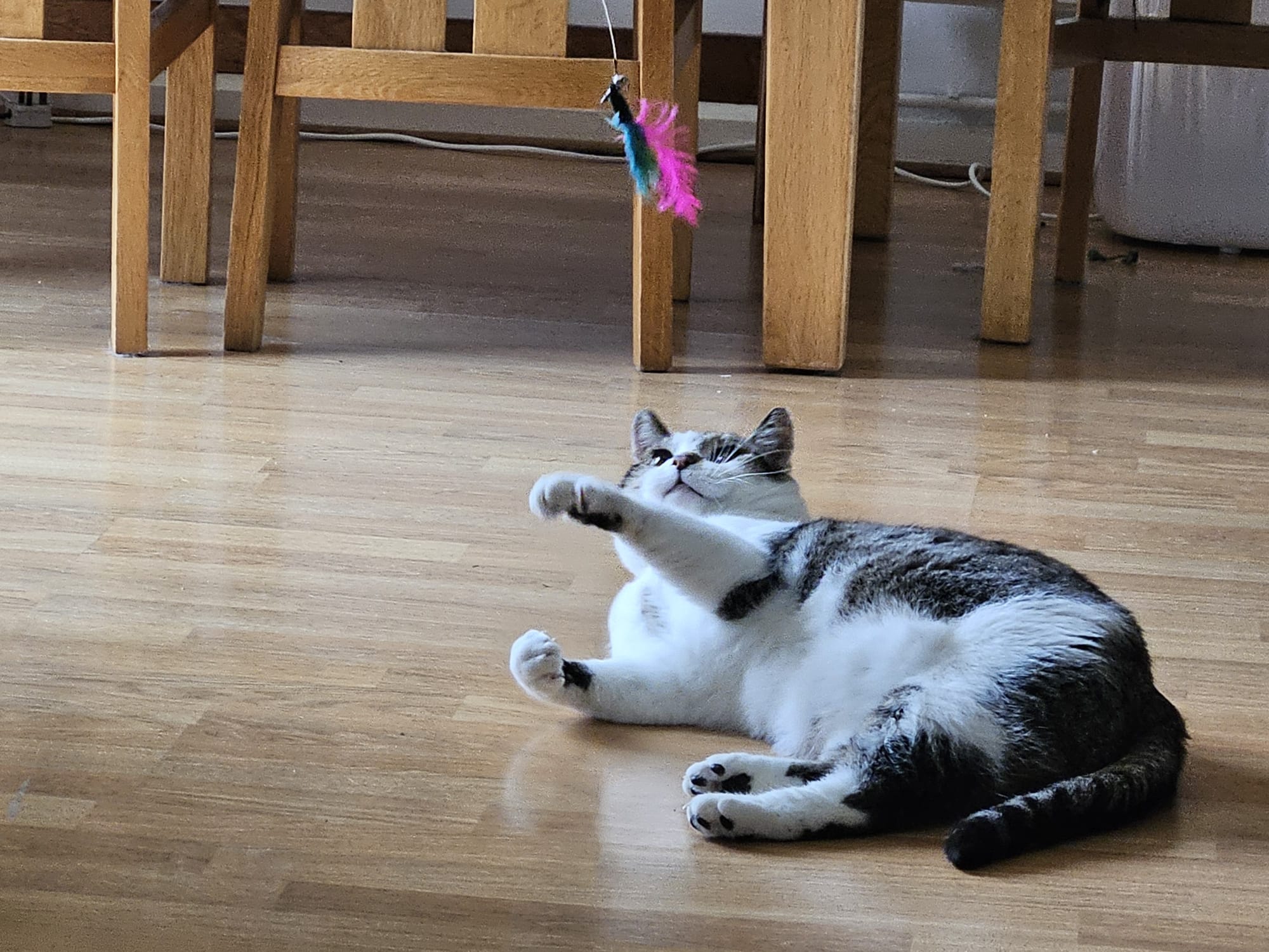 A gray and white cat named Comet lies on its side on a wooden floor, reaching up with one paw toward a colorful feather toy hanging from above. Wooden chairs are in the background.