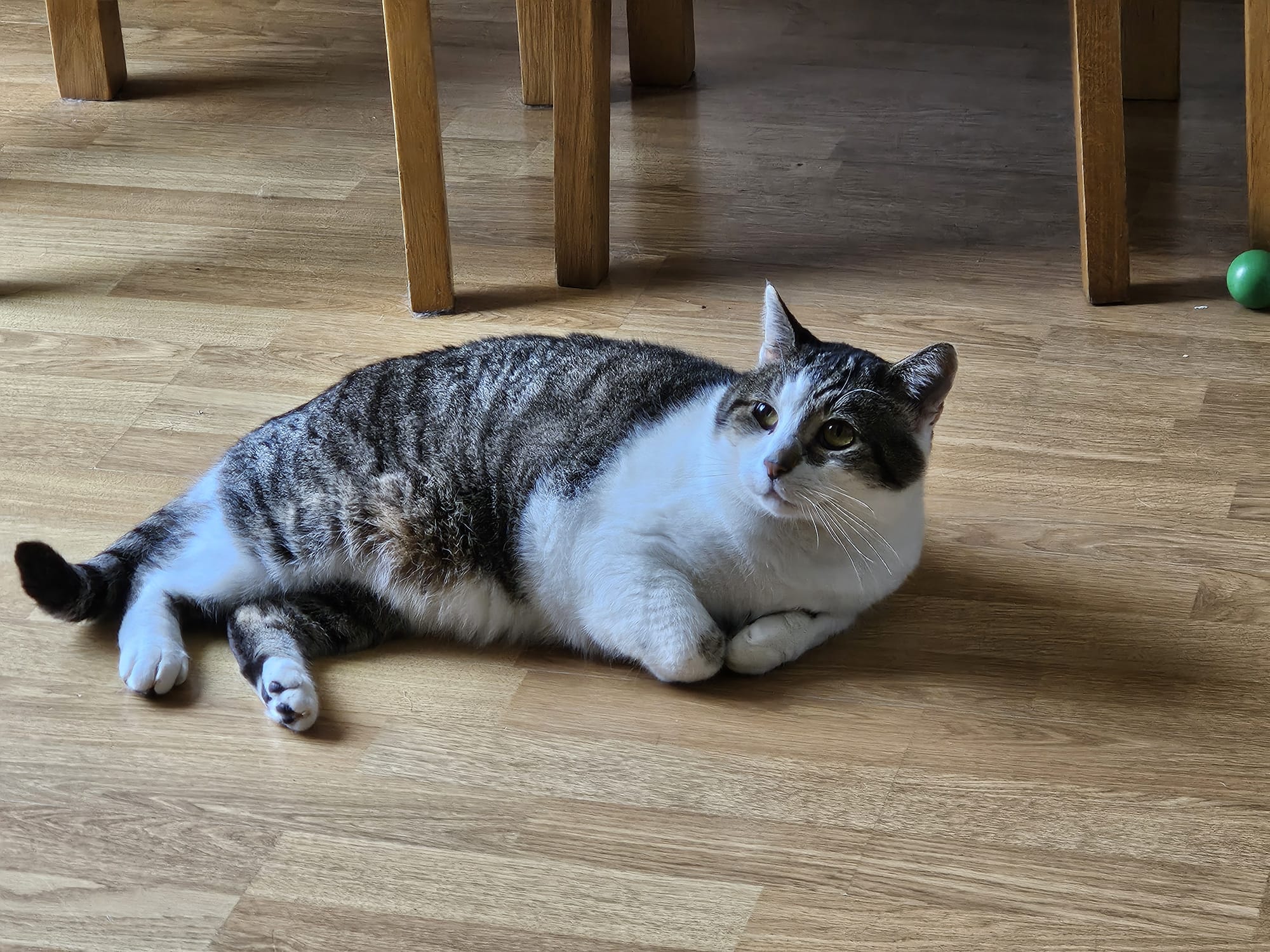 A gray and white tabby cat named Comet lies on a wooden floor, looking up and slightly to the right. In the background, wooden chair legs and a small green ball are visible.