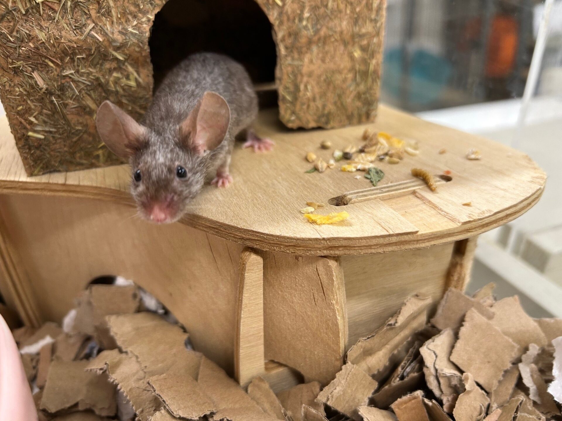 A small gray fancy mouse with large ears stands on a wooden platform next to a house structure, surrounded by shredded cardboard bedding and scattered bits of food.