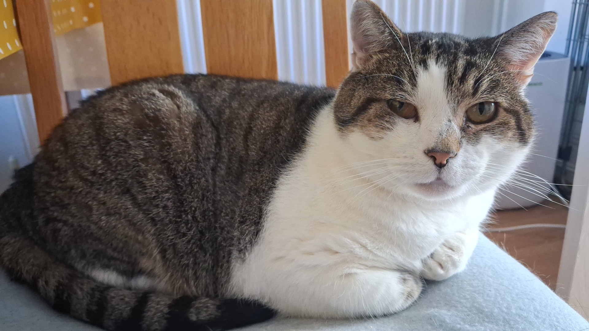 A grey and white tabby cat named Comet is lying on a light blue surface, looking directly at the camera. The background reveals wooden slats and a glimpse of a white radiator.