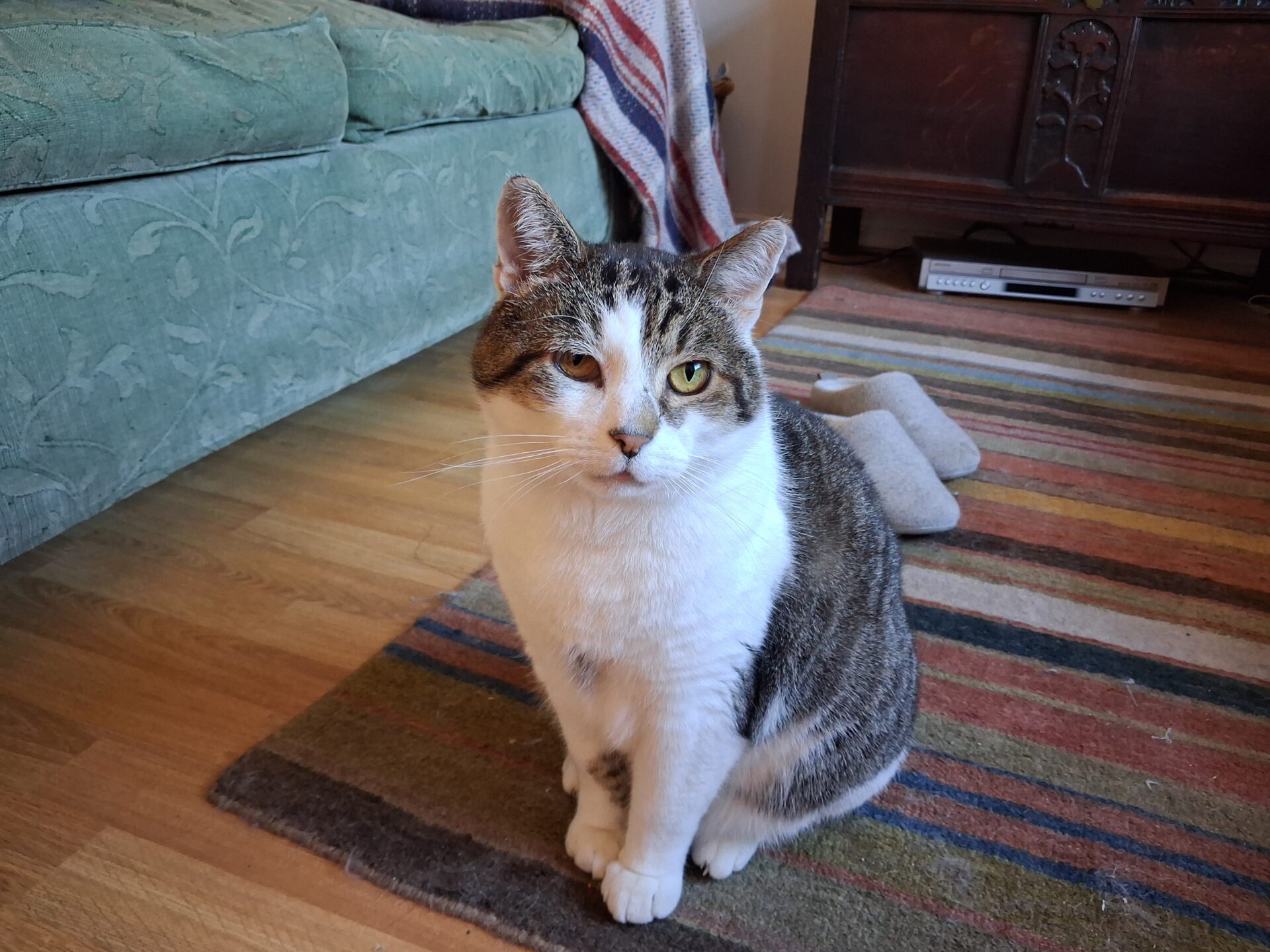 A tabby and white cat with one partially closed eye sits on a striped rug in a cozy living room with a green couch and wooden furniture in the background.