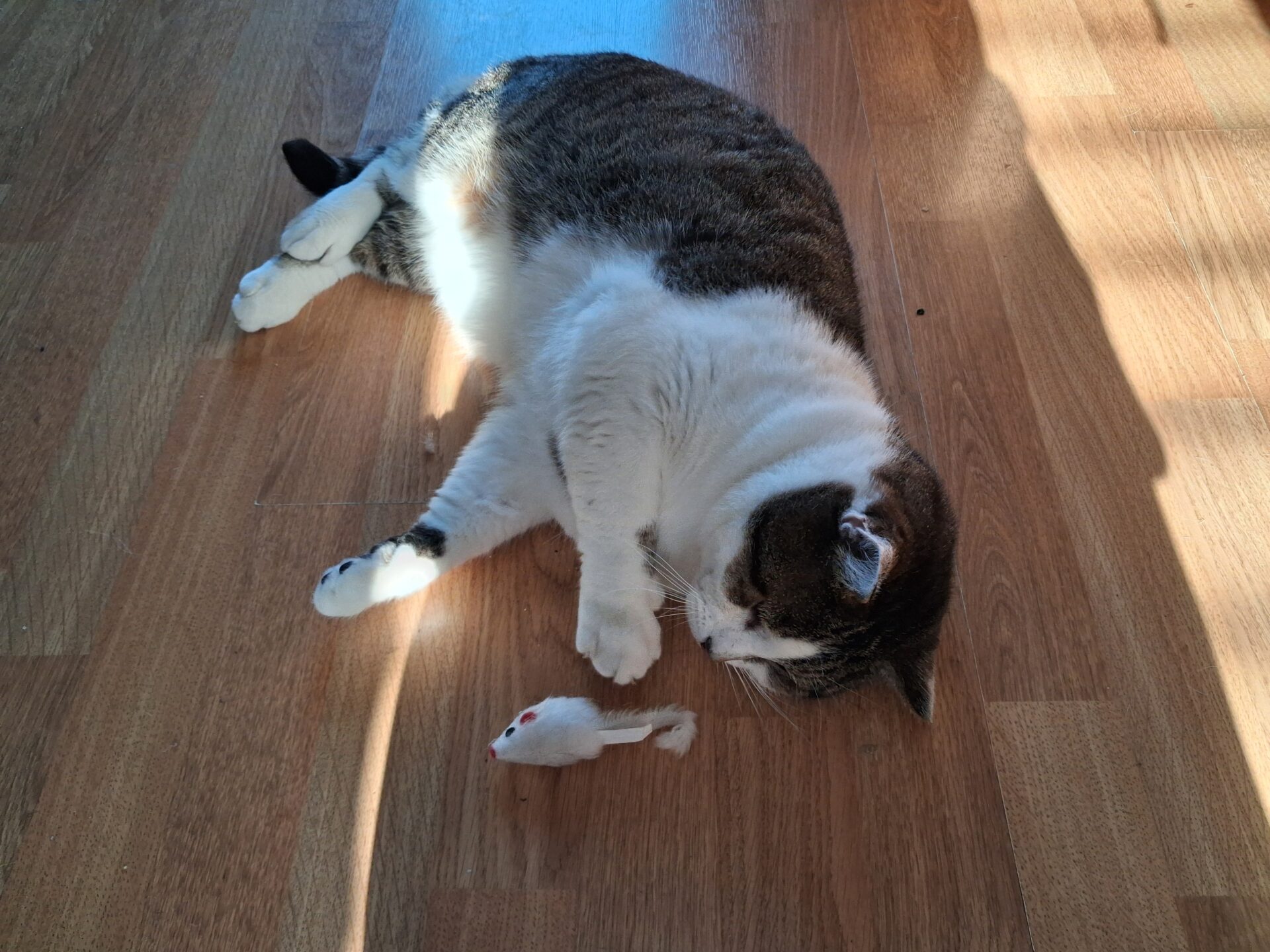 A cat with white and brown fur is lying on its side on a wooden floor, playing with a small white toy mouse in the sunlight.