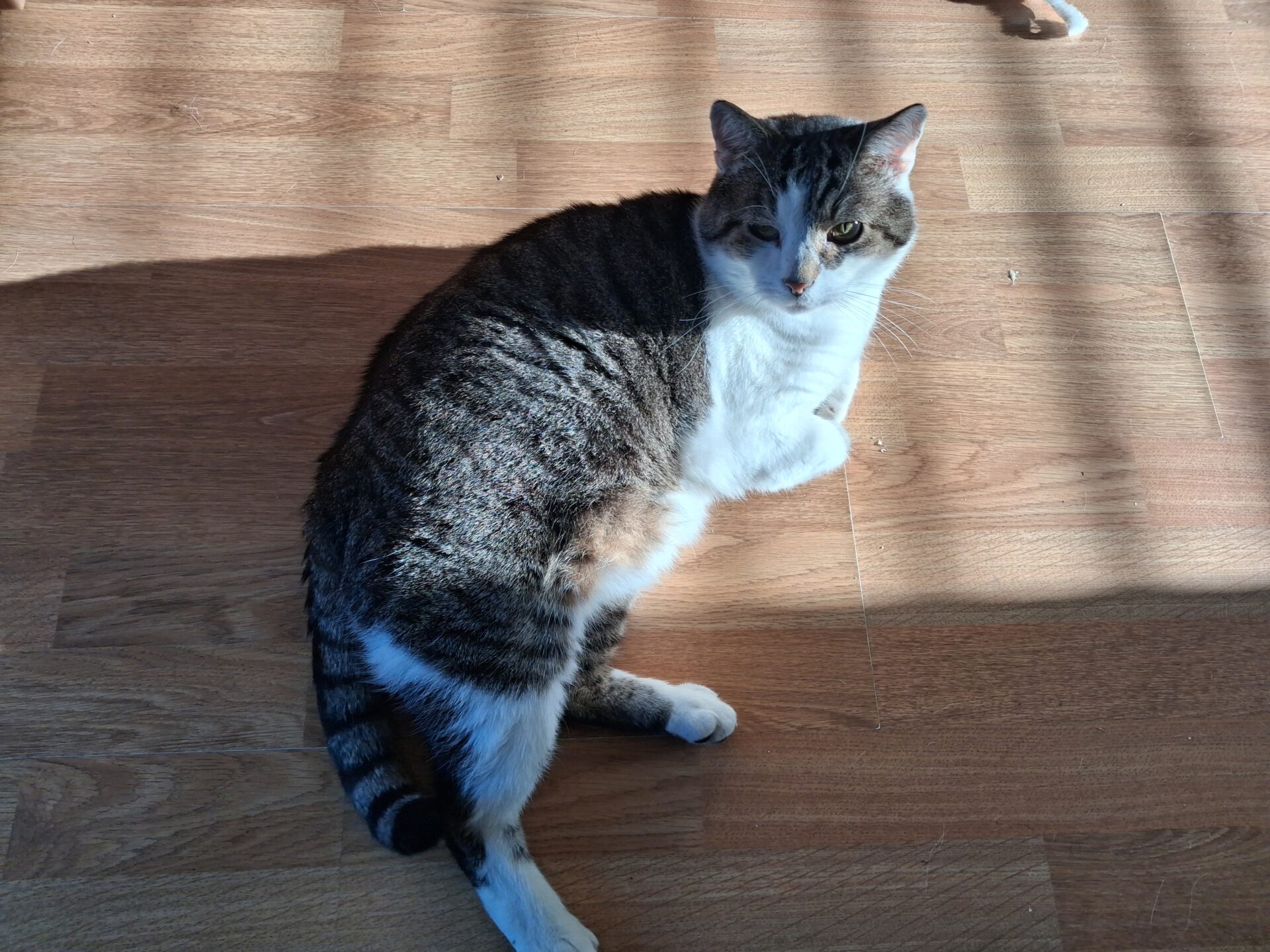 A gray and white cat is lying on a wooden floor in a patch of sunlight, with shadows from blinds falling across the scene. The cat is looking up toward the camera.
