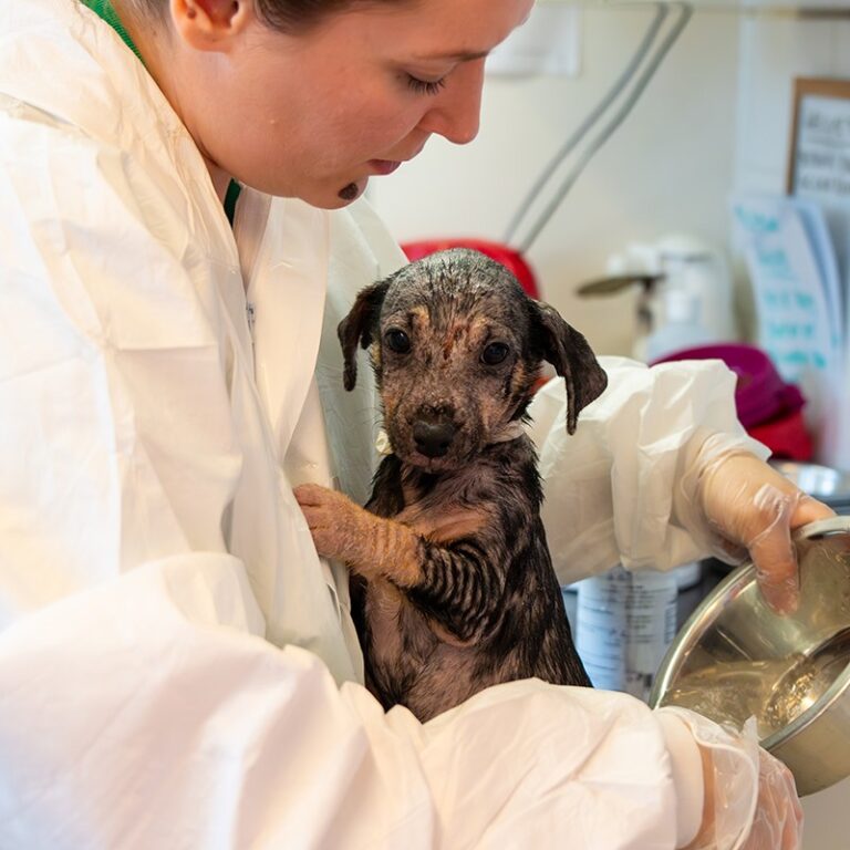 Puppy examined by vet