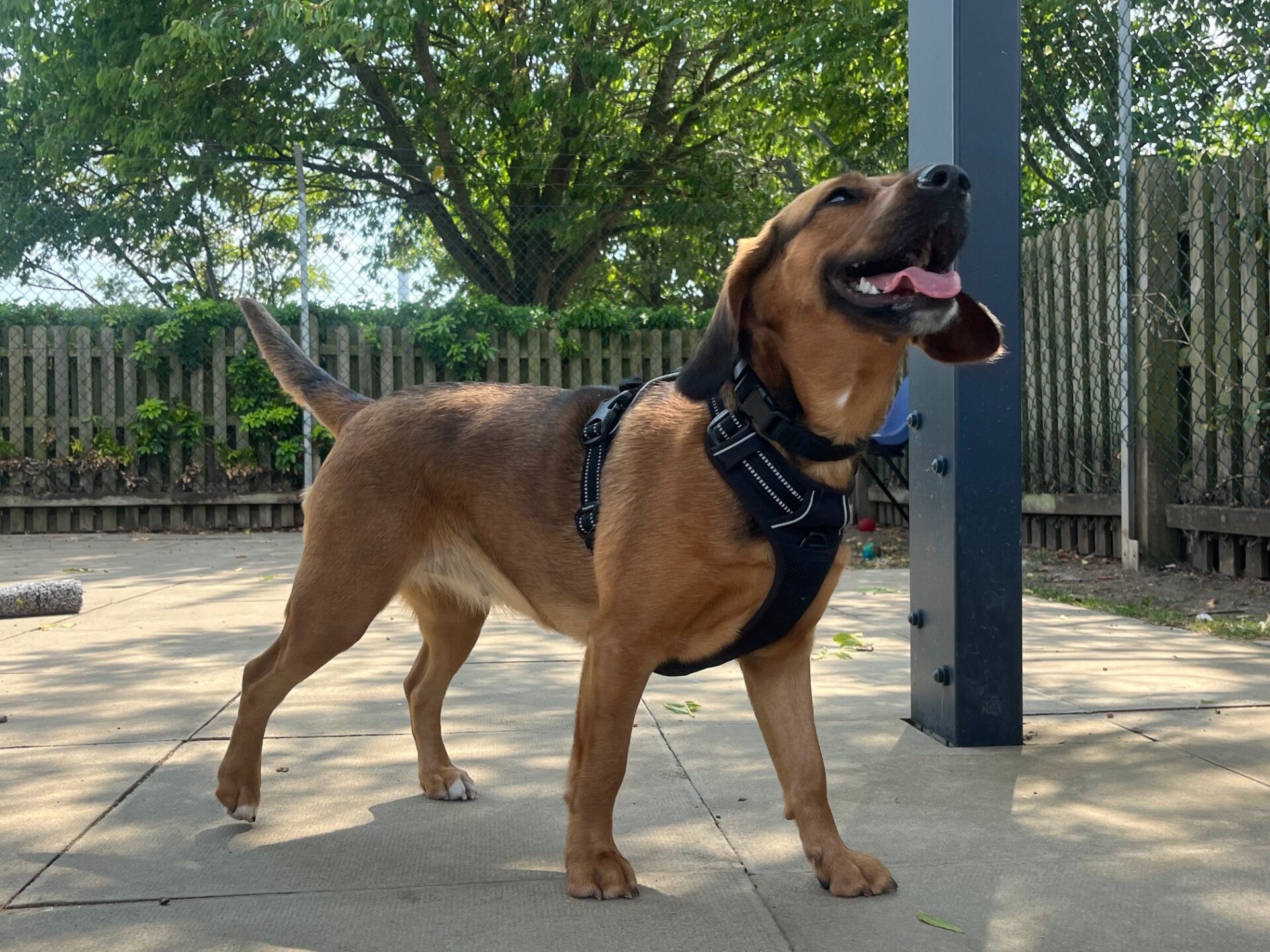 A brown dog wearing a black harness stands on a paved area outdoors, looking up with its mouth open and tongue out. There are trees, a wooden fence, and sunlight filtering through the leaves in the background.