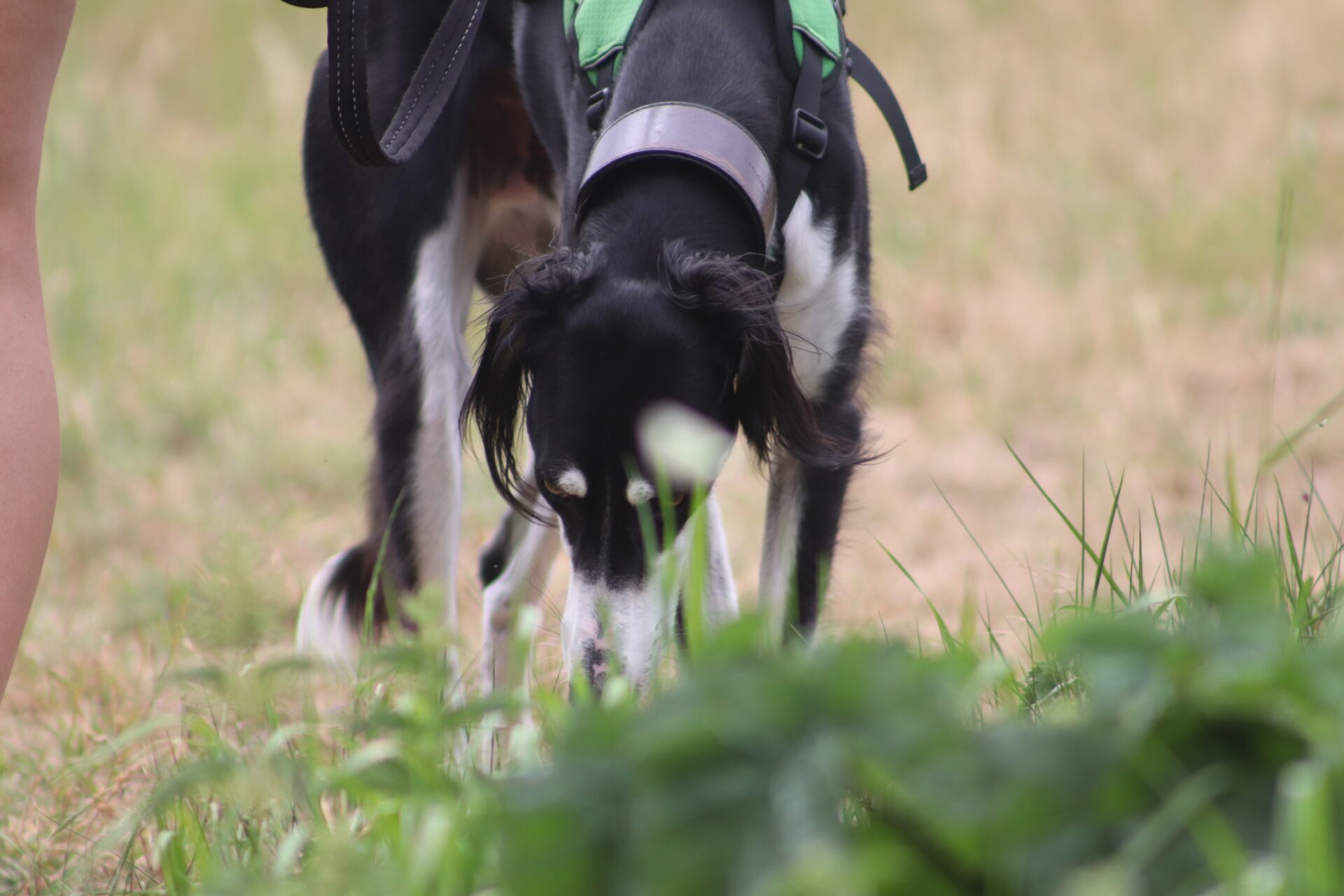 A black and white Saluki wearing a green harness sniffs the grass outdoors.