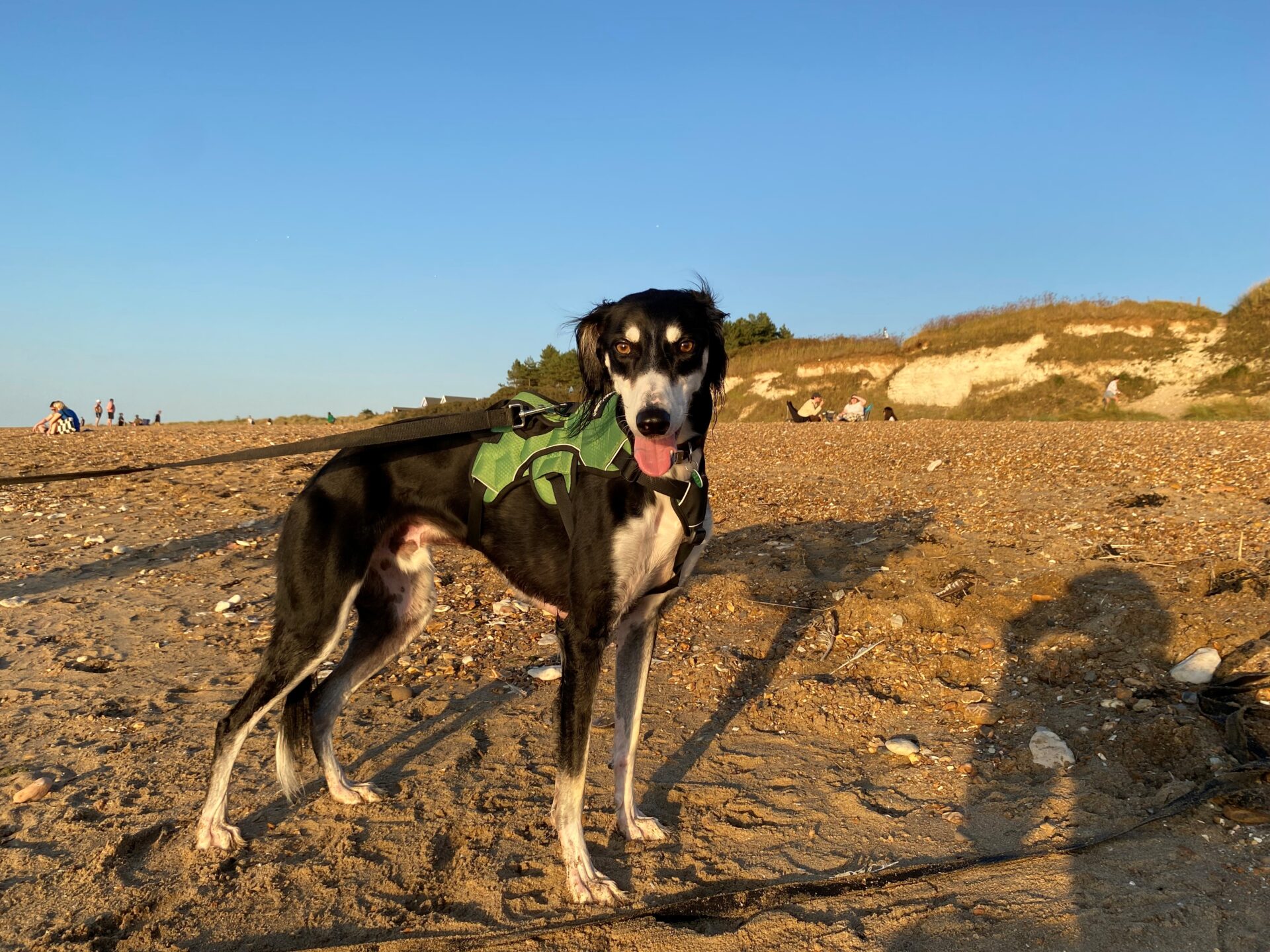 A black and white Saluki wearing a green harness stands on a sandy beach, looking at the camera. The sun is low, casting long shadows, and there are cliffs and people in the background under a clear blue sky.