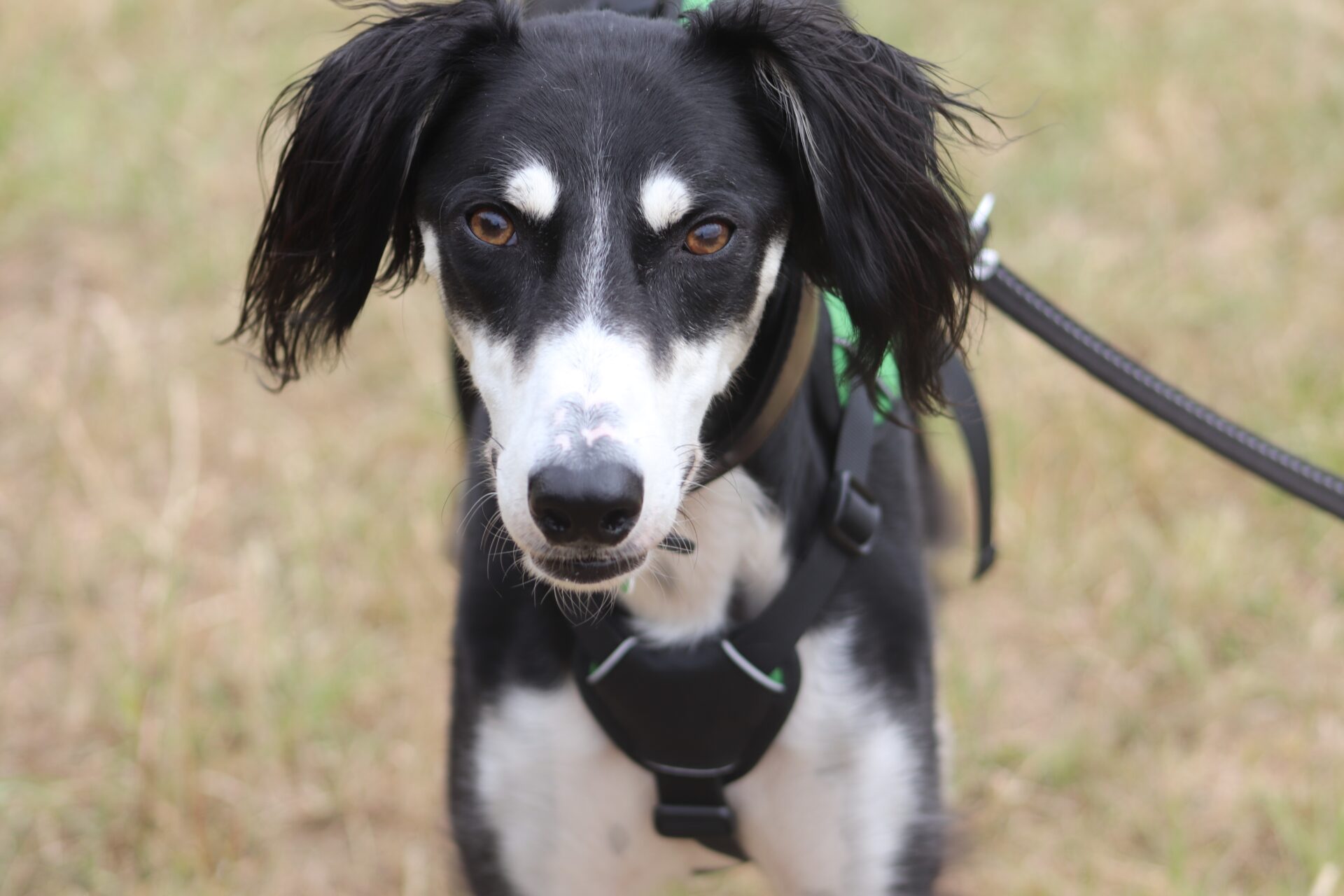 A black and white Saluki with long floppy ears wears a harness and leash, standing on grass and looking directly at the camera.