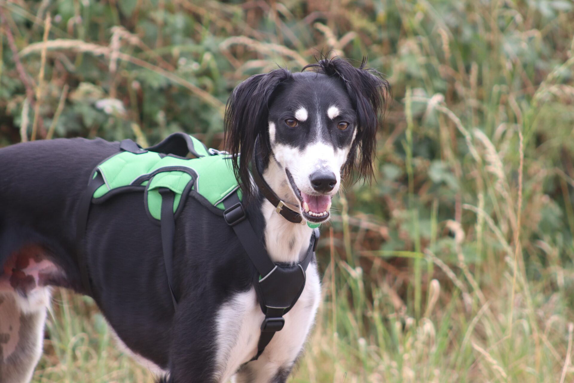 A black and white Saluki wearing a green harness stands outdoors on grassy ground, looking toward the camera with his mouth slightly open. Tall grass and blurred foliage are in the background.