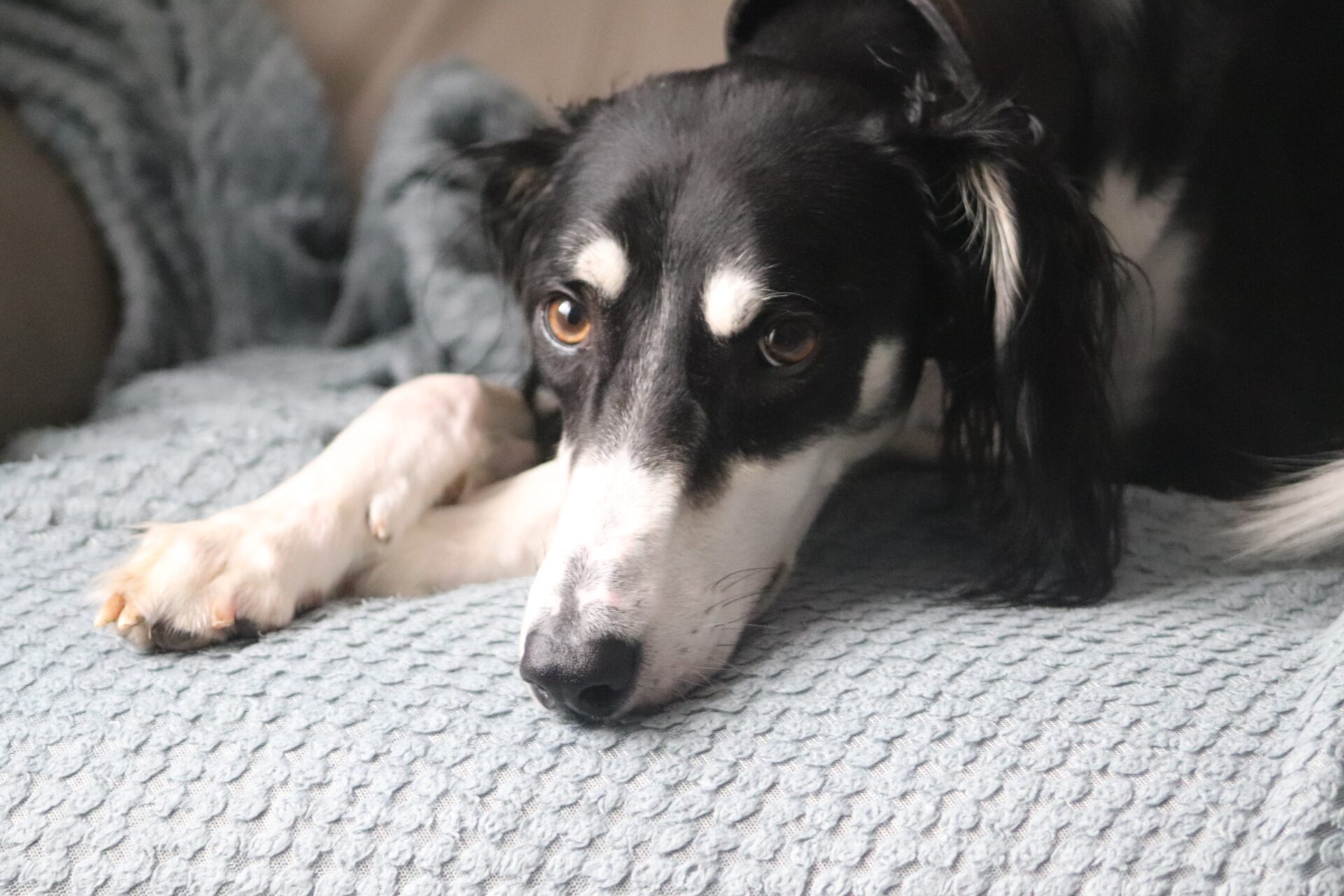 A black and white Saluki with expressive eyes lies on a textured light blue blanket, resting his head on his front leg and looking toward the camera.