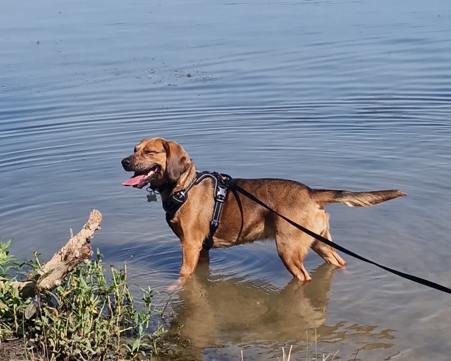 A crossbred brown dog wearing a harness stands in shallow water near the shore, panting with its tongue out and tail up, while on a leash.