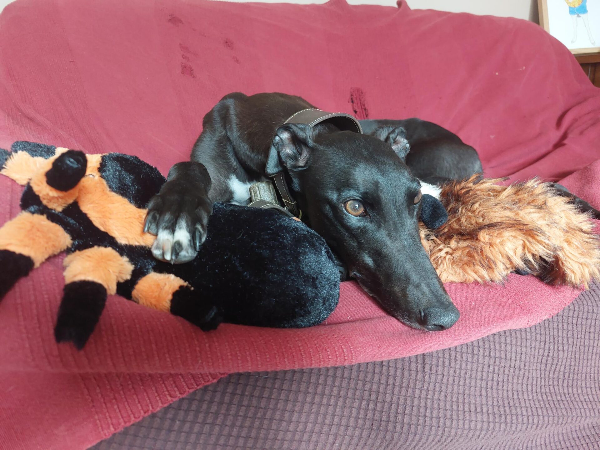 A black greyhound with a white patch on its paw lies on a red sofa, resting its head on a plush spider toy, looking relaxed and comfortable.