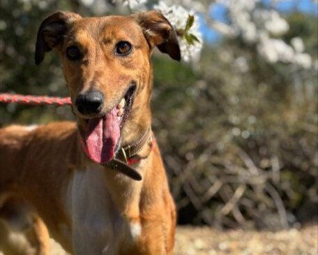 A 3 leg lurcher with a brown coat stands outdoors on a leash, mouth open and tongue out. The background is blurred with green foliage and white flowers.