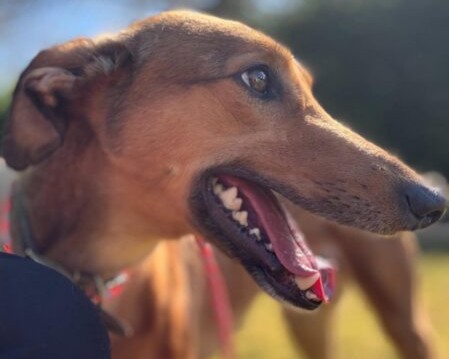 Close-up of a brown lurcher dog with its mouth open, showing its teeth and tongue, wearing a red collar, and looking to the right. The background is blurred with outdoor sunlight.