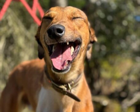 A brown 3 leg lurcher with a collar stands outdoors, eyes closed and mouth open wide in a joyful, smiling expression. The background is blurred greenery and sunlight.