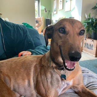 A brown dog with a short coat and dark collar lies on a sofa, looking at the camera with its mouth open. The room behind has plants, framed pictures, and sunlight streaming through the window.