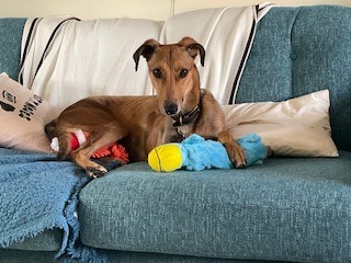 A brown Lurcher with a black collar lies on a blue sofa, resting its front paw on a blue and yellow plush toy, with pillows and a blanket in the background.