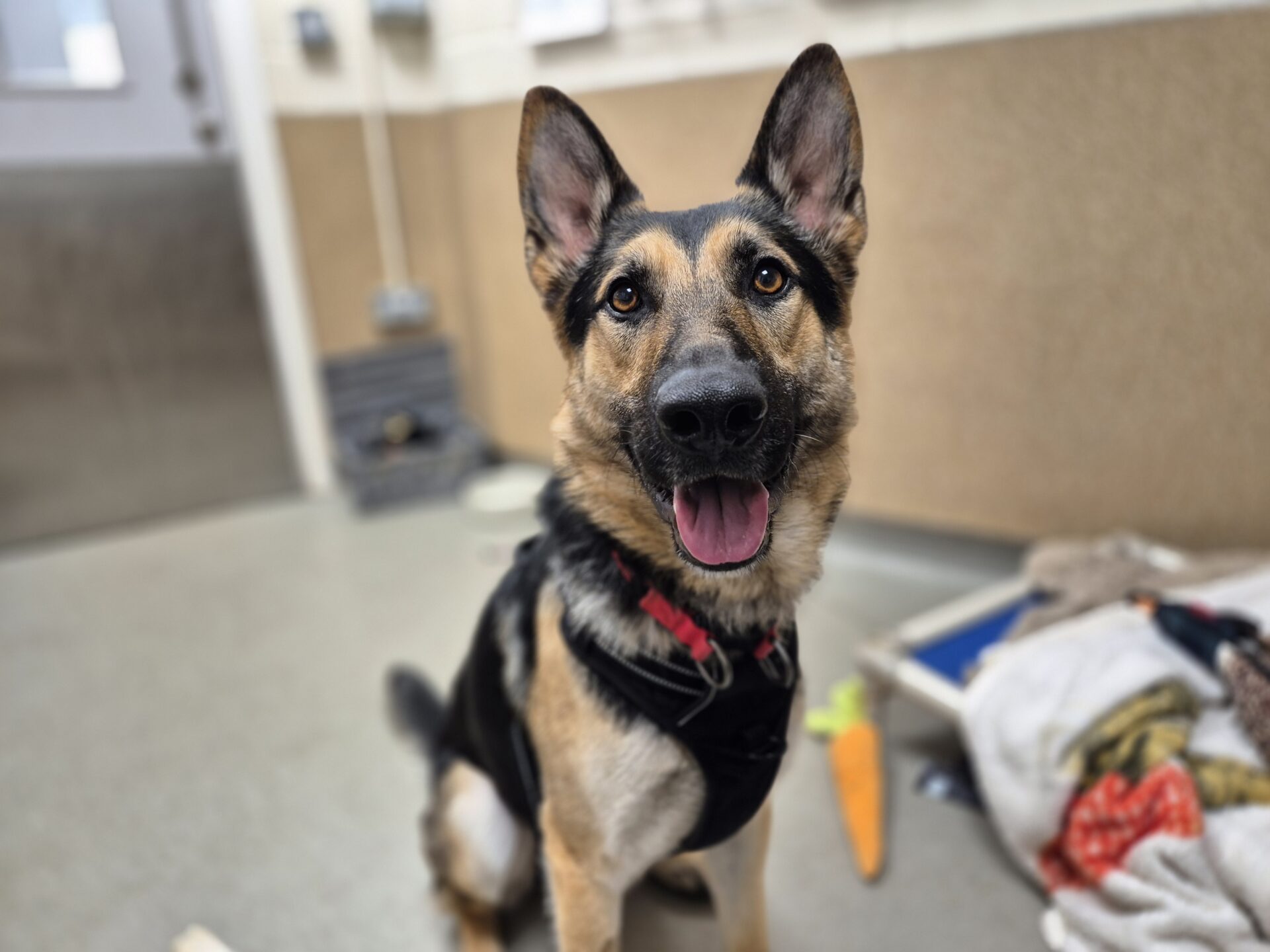 A happy German Shepherd with a black harness sits indoors on a gray floor, looking up with its mouth open and tongue out. Toys, a blanket, and a plush carrot are scattered nearby.