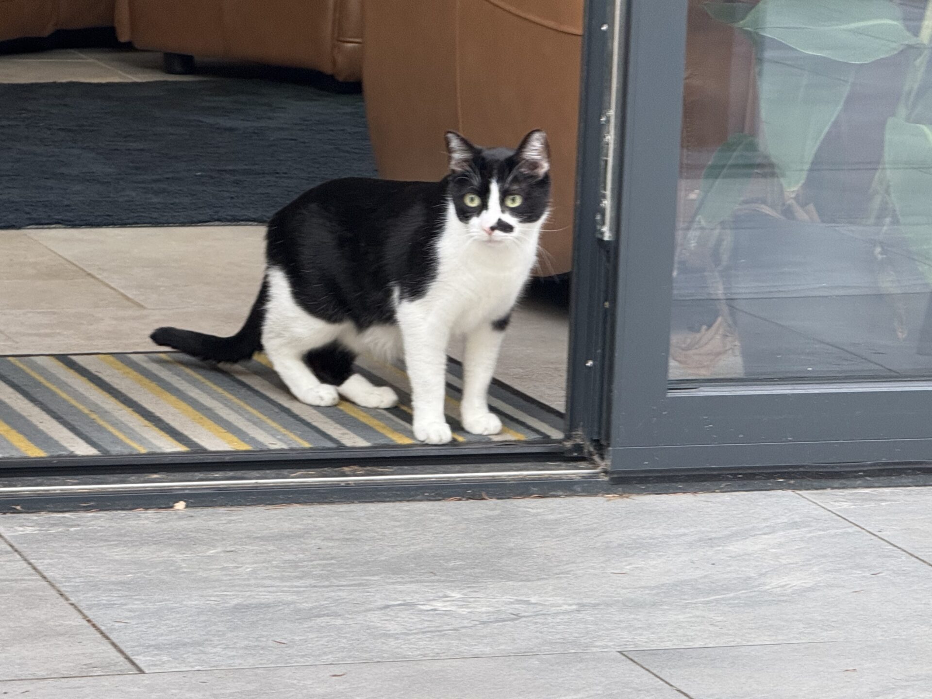 A black and white cat with green eyes stands partly inside and partly outside on a striped doormat, looking directly at the camera near a glass door.