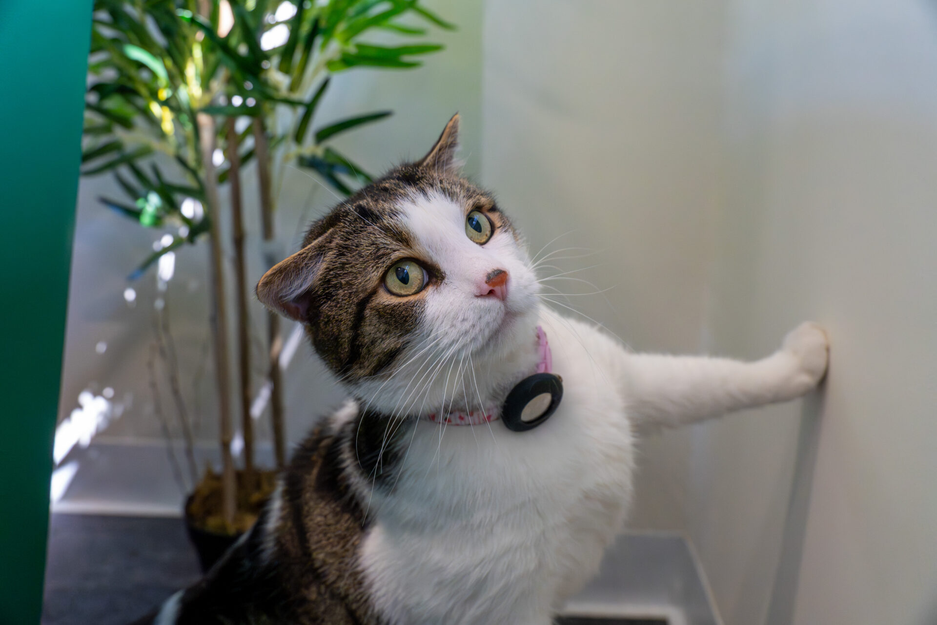 A blaze domestic short-haired cat with a black collar touches a white wall with one paw, looking up. A green potted plant sits in the background, bathed in soft natural light.