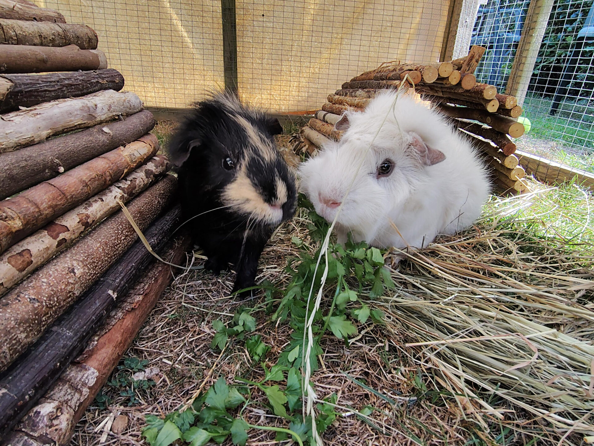 Two guinea pigs, one black and tan and the other white, sit on hay in an outdoor enclosure. These friendly guinea pigs munch leafy greens together, surrounded by wooden shelters and natural light.