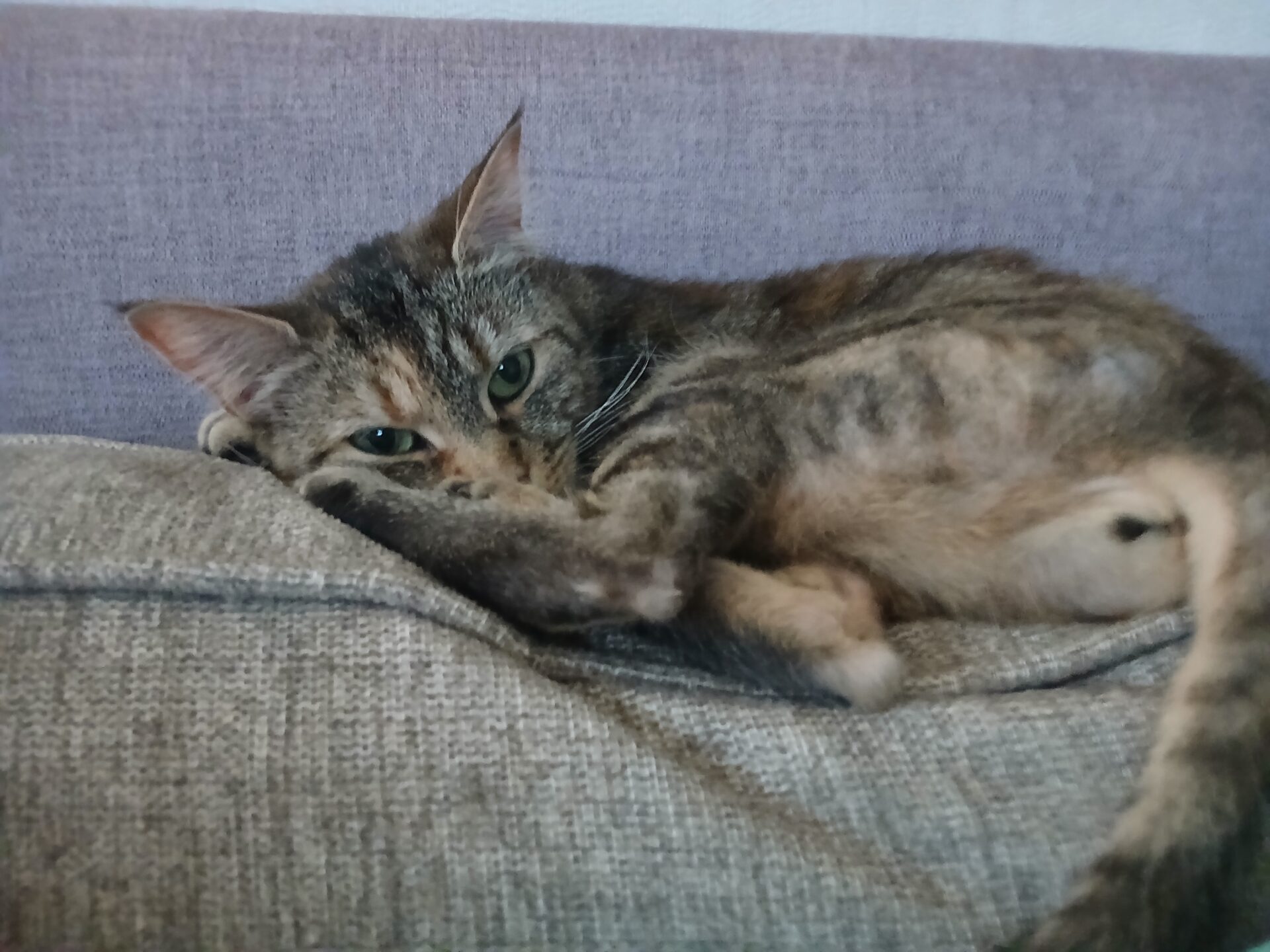 A tabby cat with green eyes is curled up on a grey fabric couch, looking directly at the camera with its tail wrapped around its body.